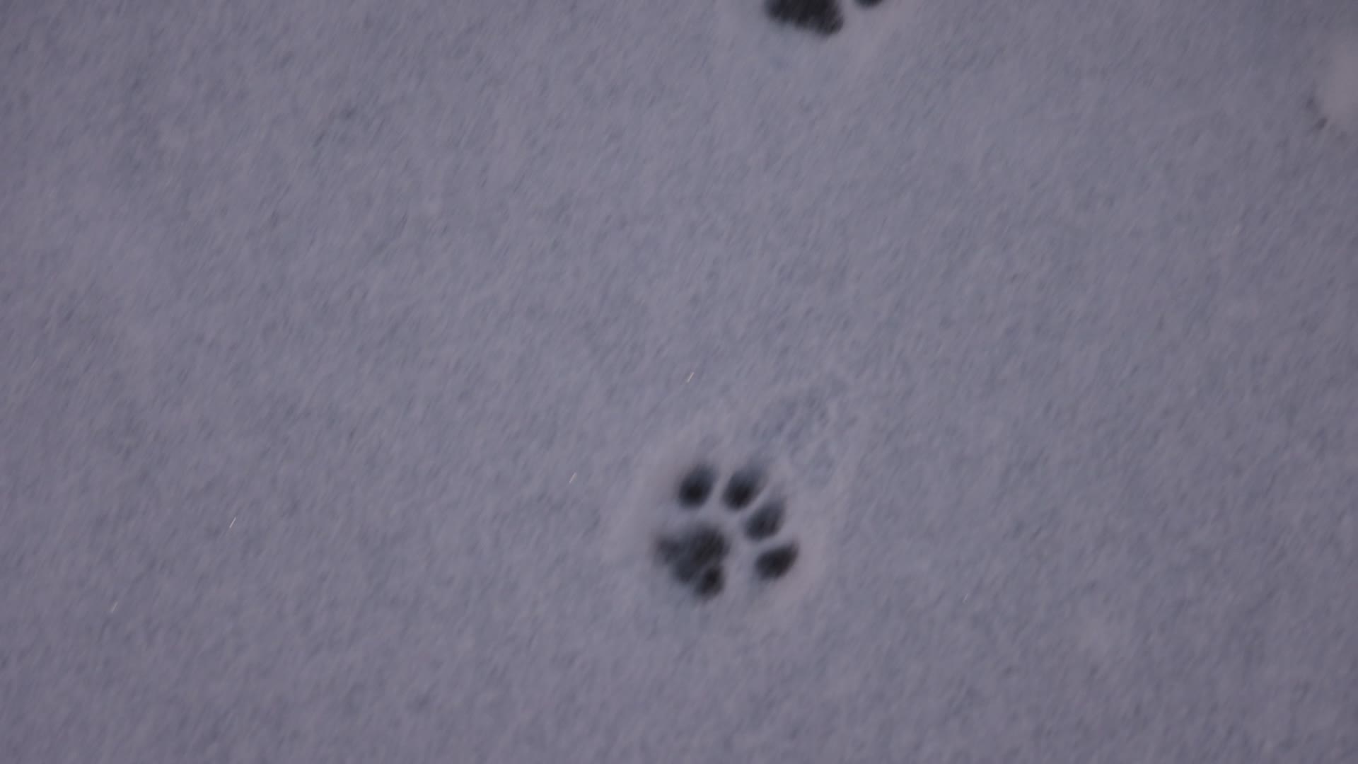 Toronto gets hit by winter snowstorm