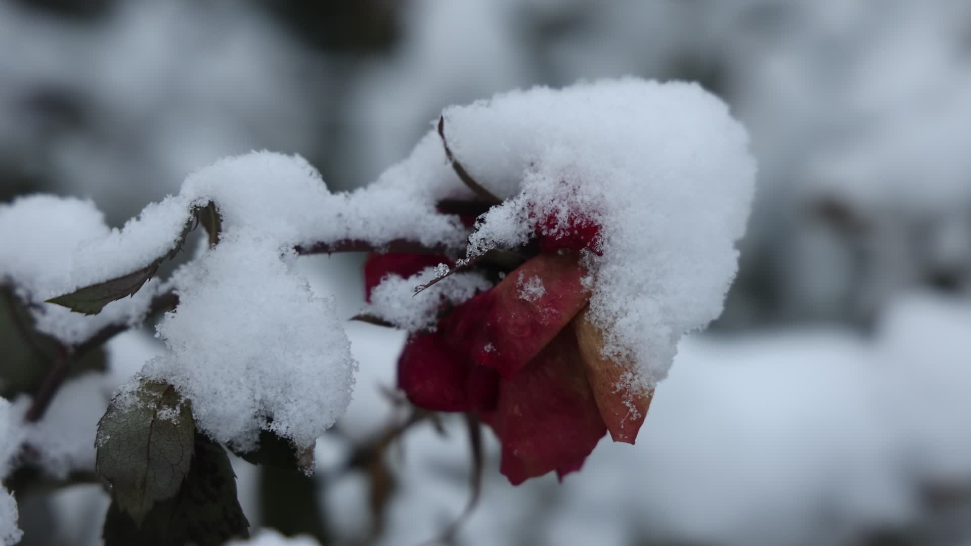 Toronto gets hit by winter snowstorm
