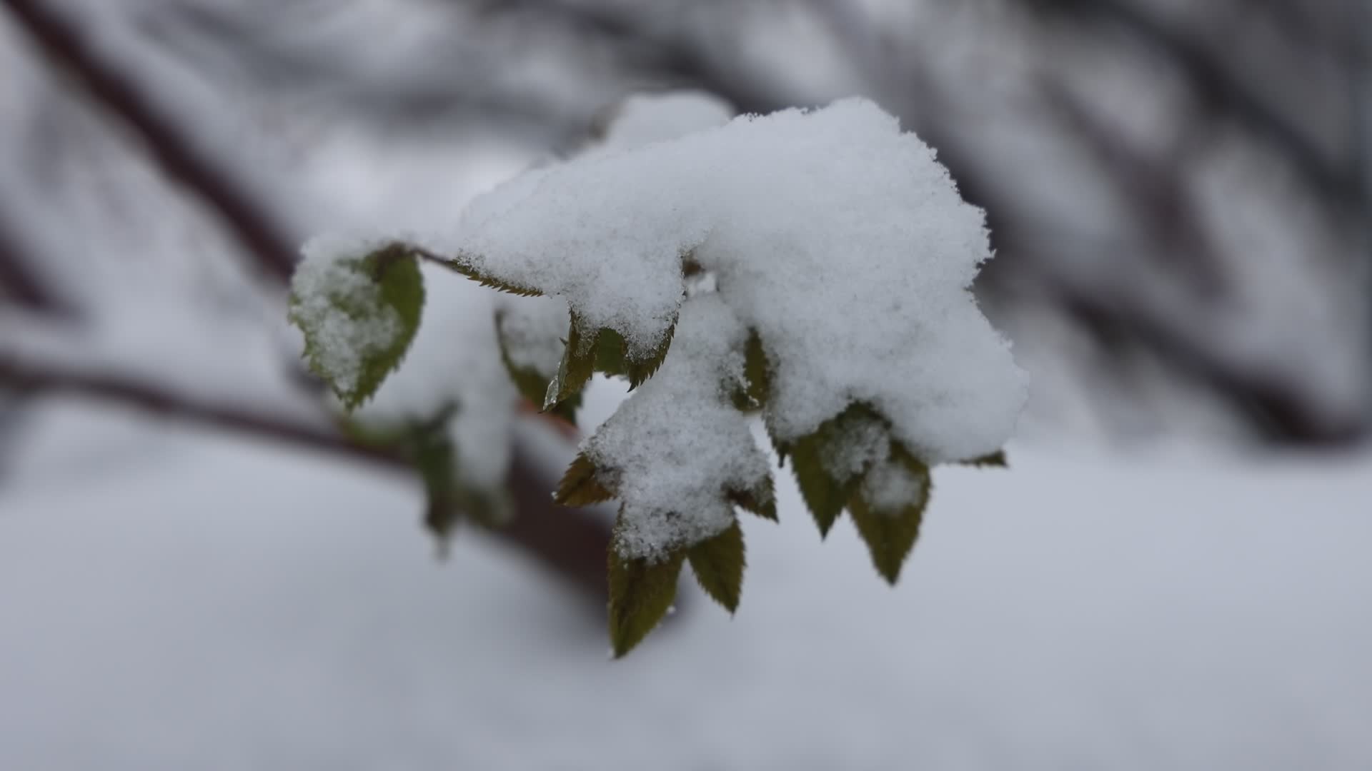 Toronto gets hit by winter snowstorm