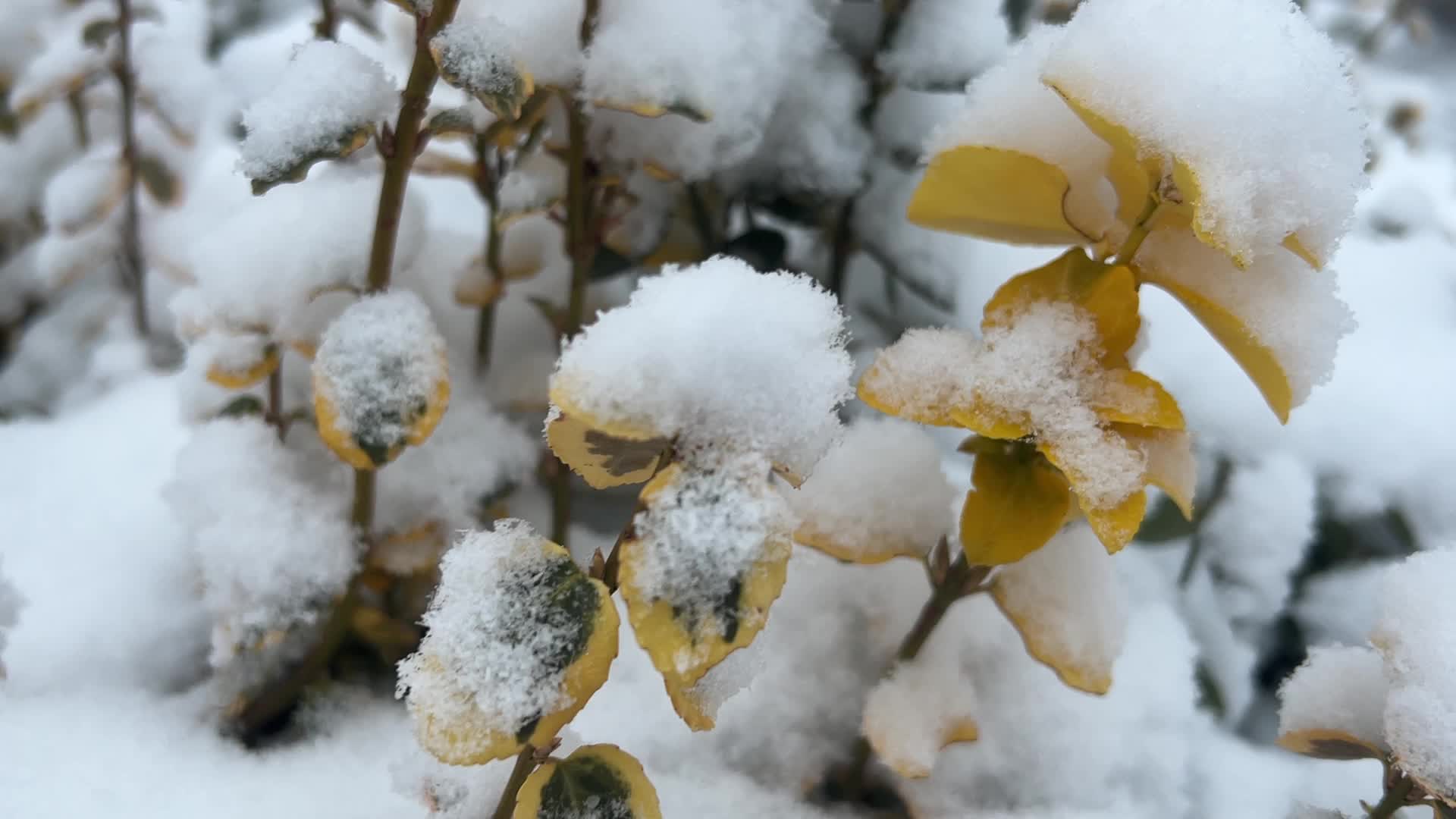 Toronto gets hit by winter snowstorm