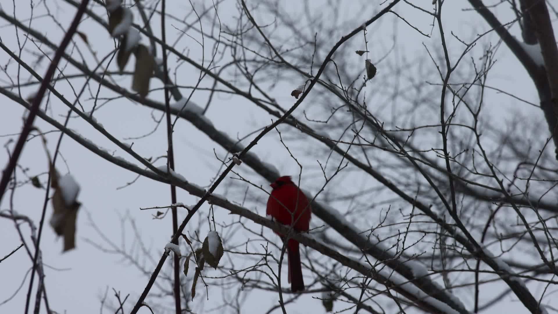 Toronto gets hit by winter snowstorm