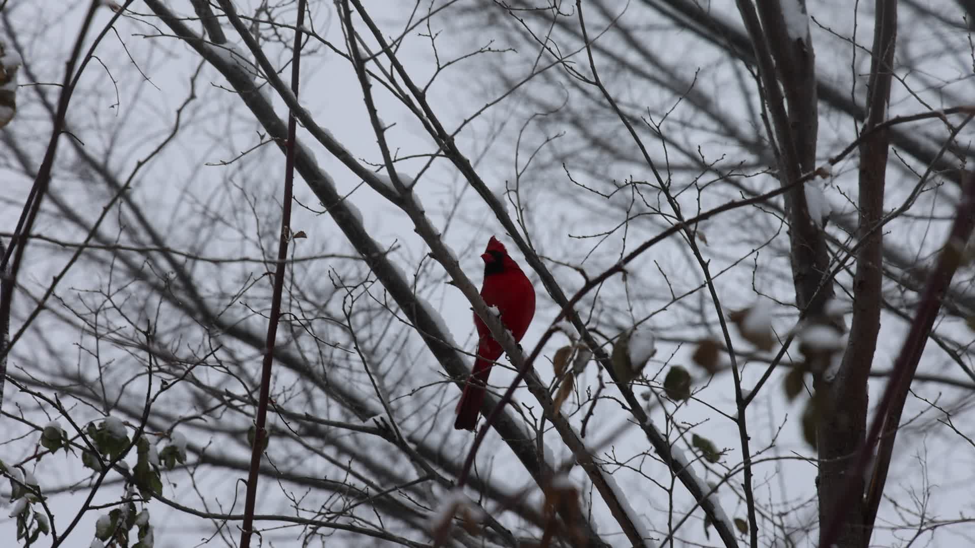 Toronto gets hit by winter snowstorm