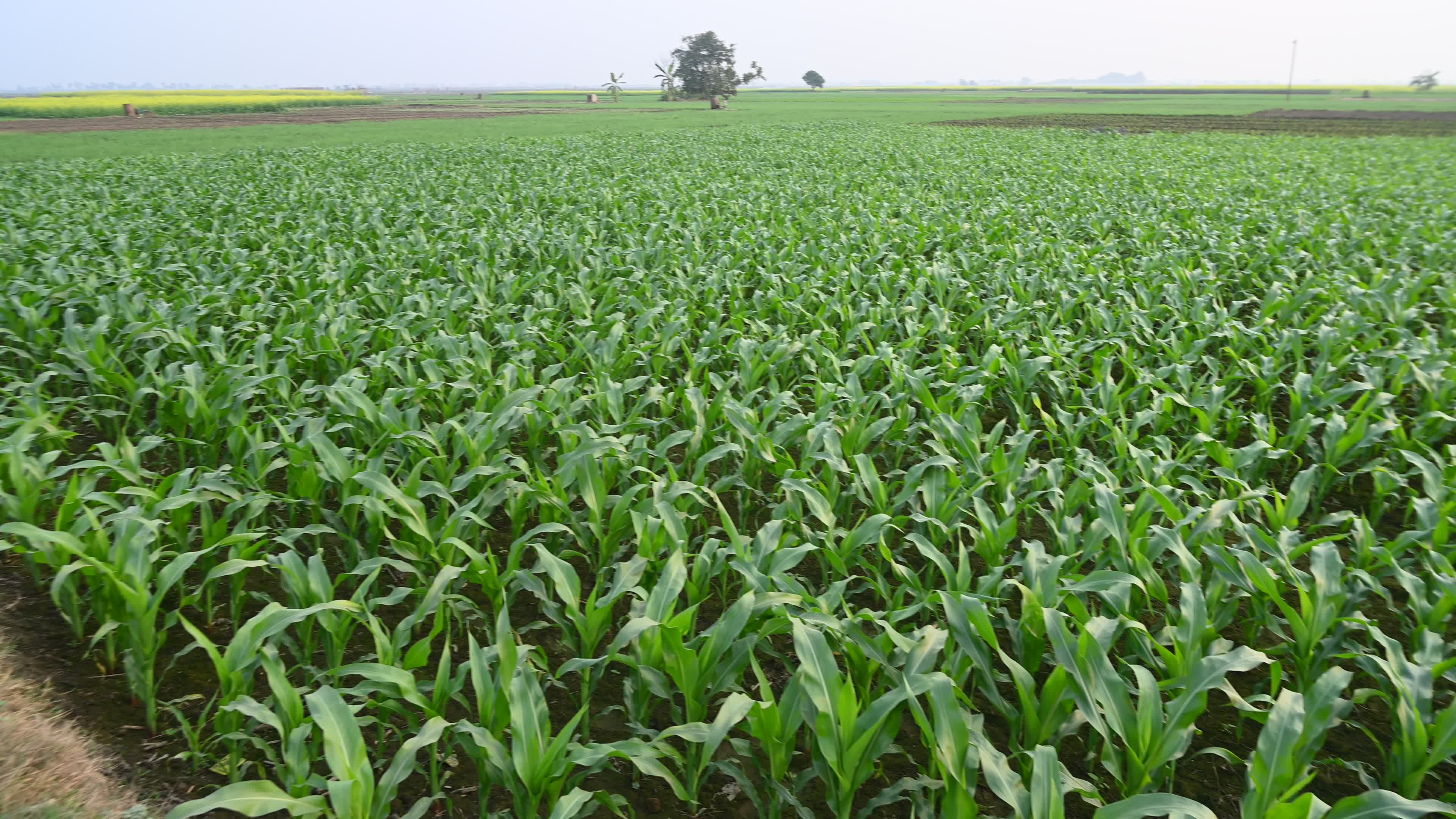Maize cultivation in India - Cornfield 
