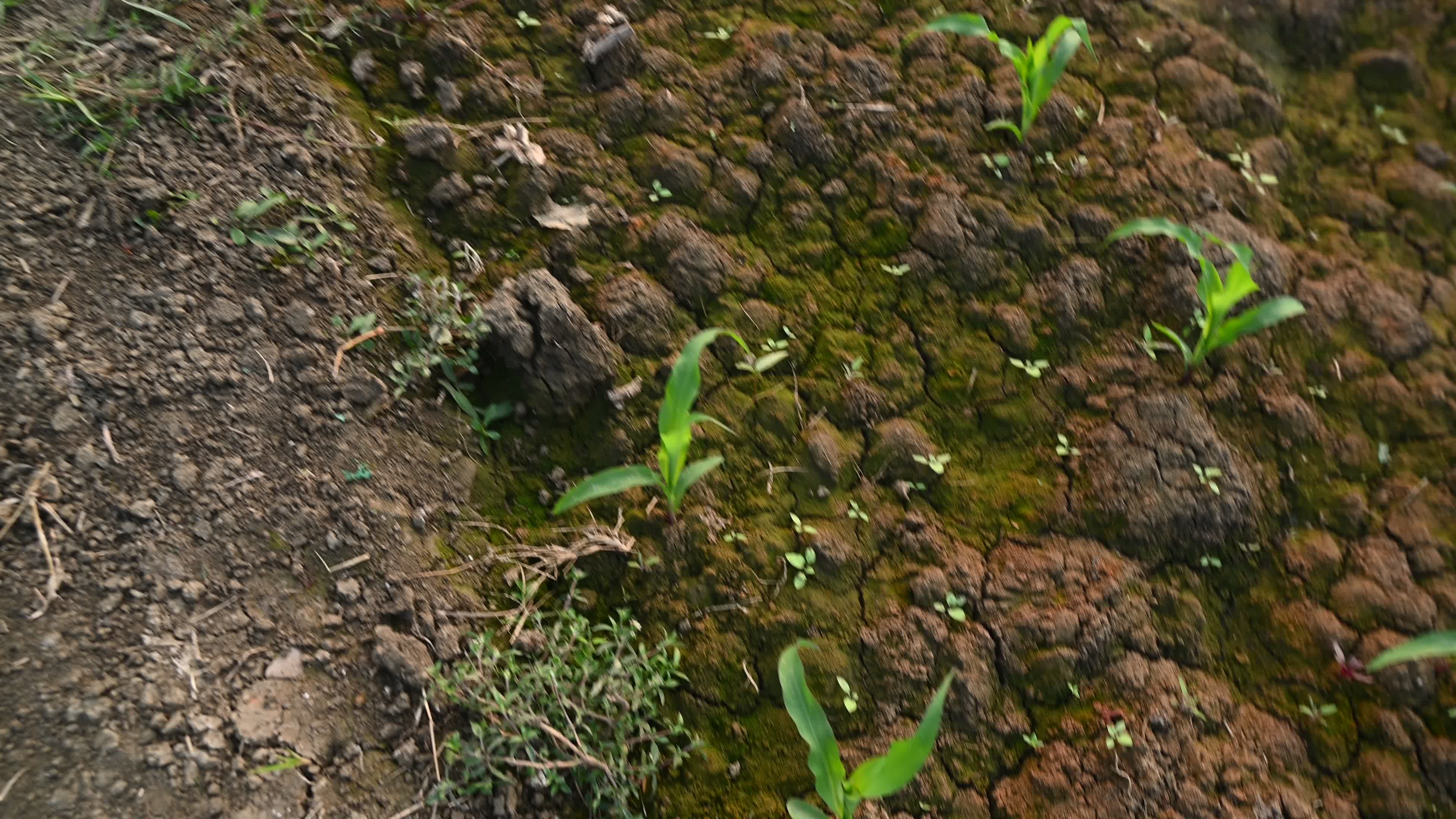 Maize cultivation in India - Cornfield 
