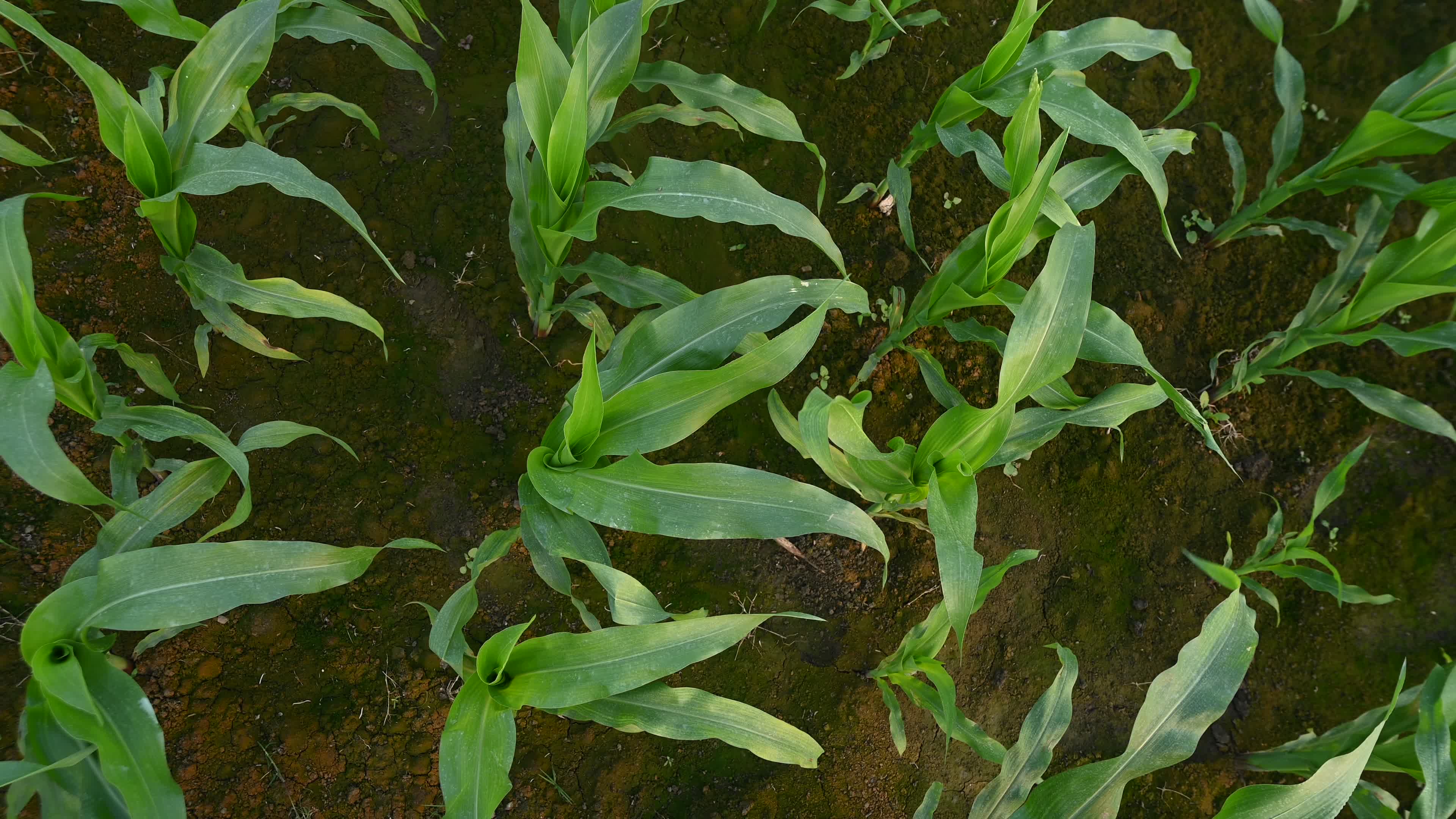 Maize cultivation in India - Cornfield 
