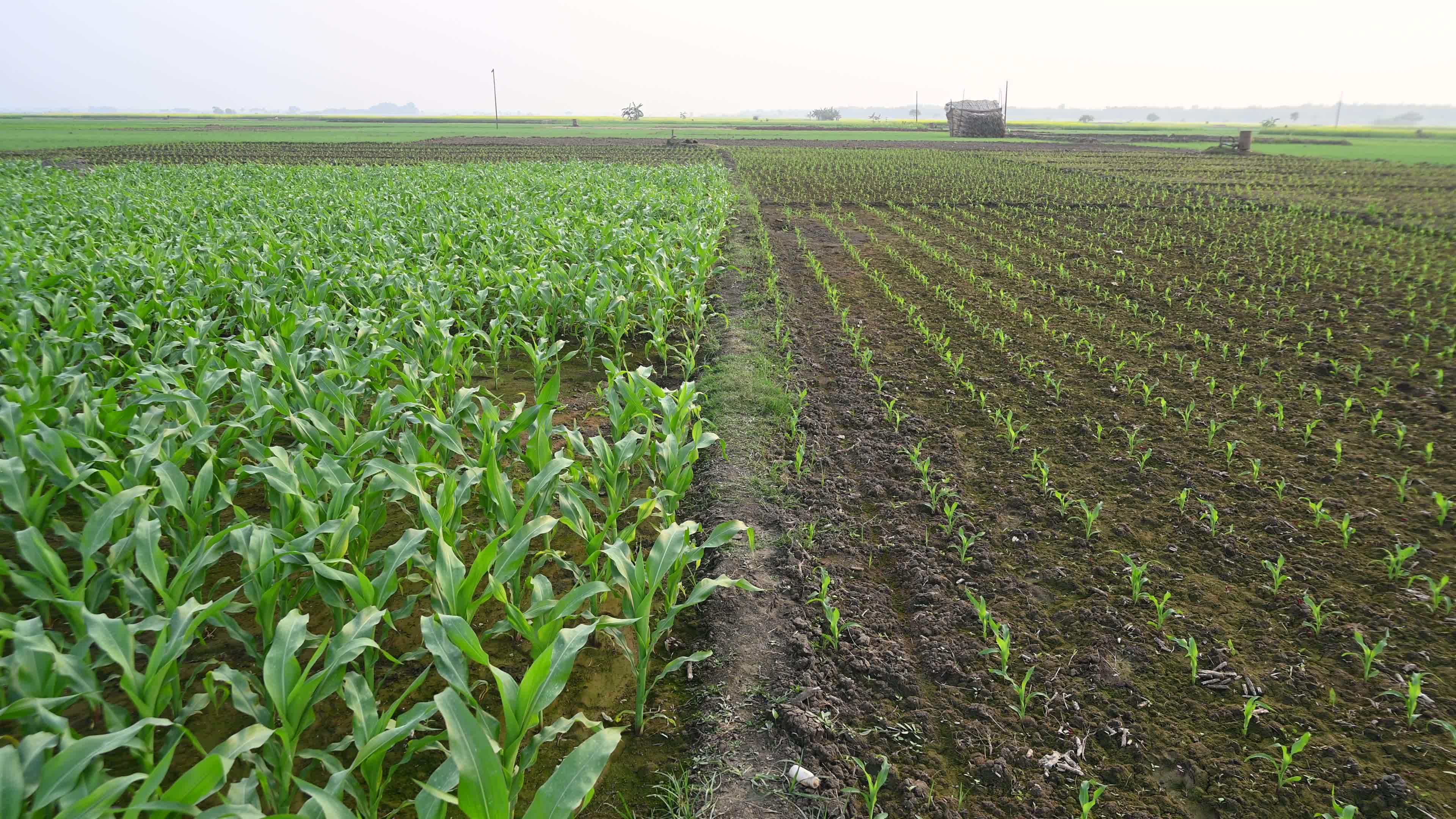Maize cultivation in India - Cornfield 

