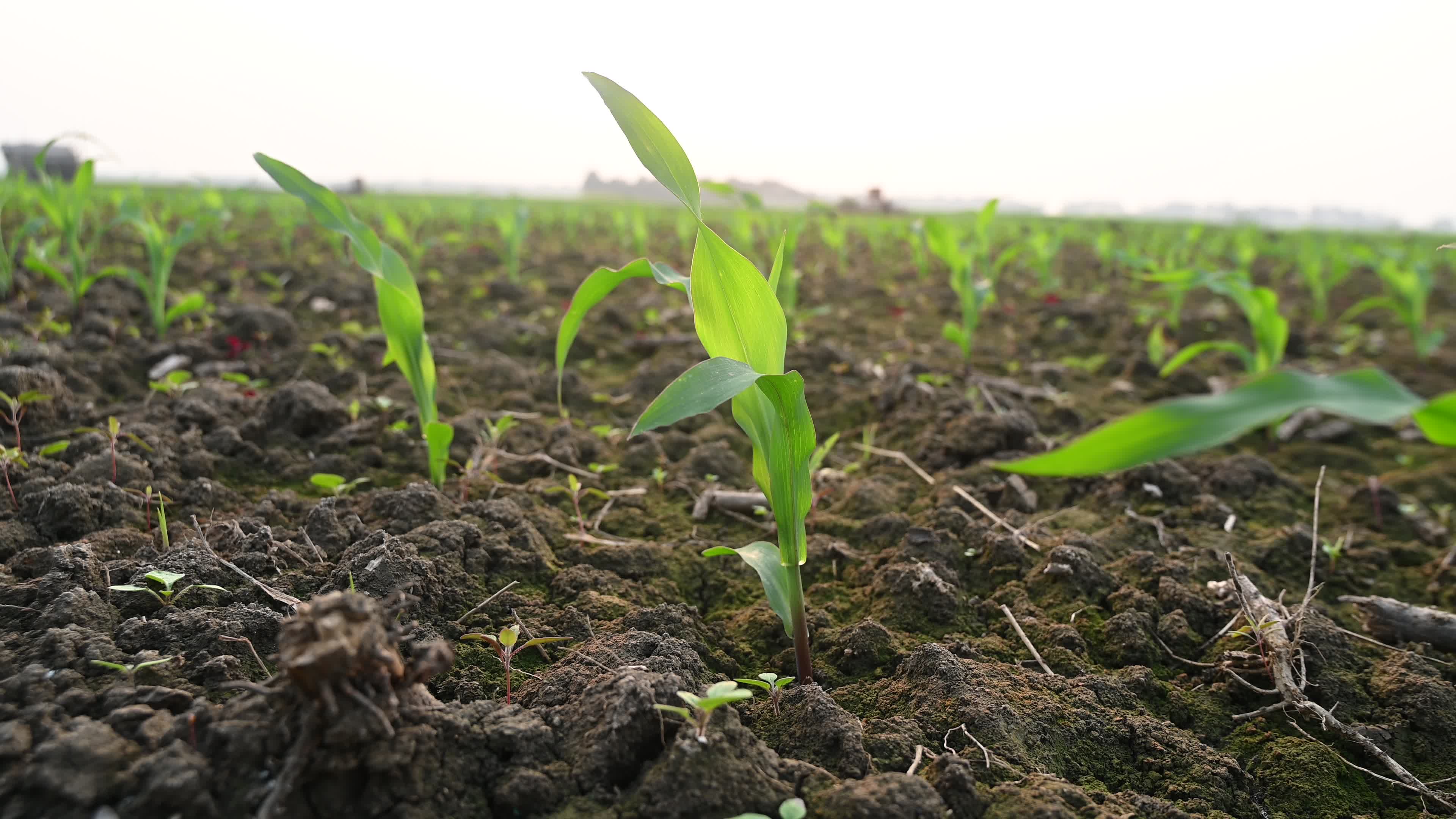 Maize cultivation in India - Cornfield 
