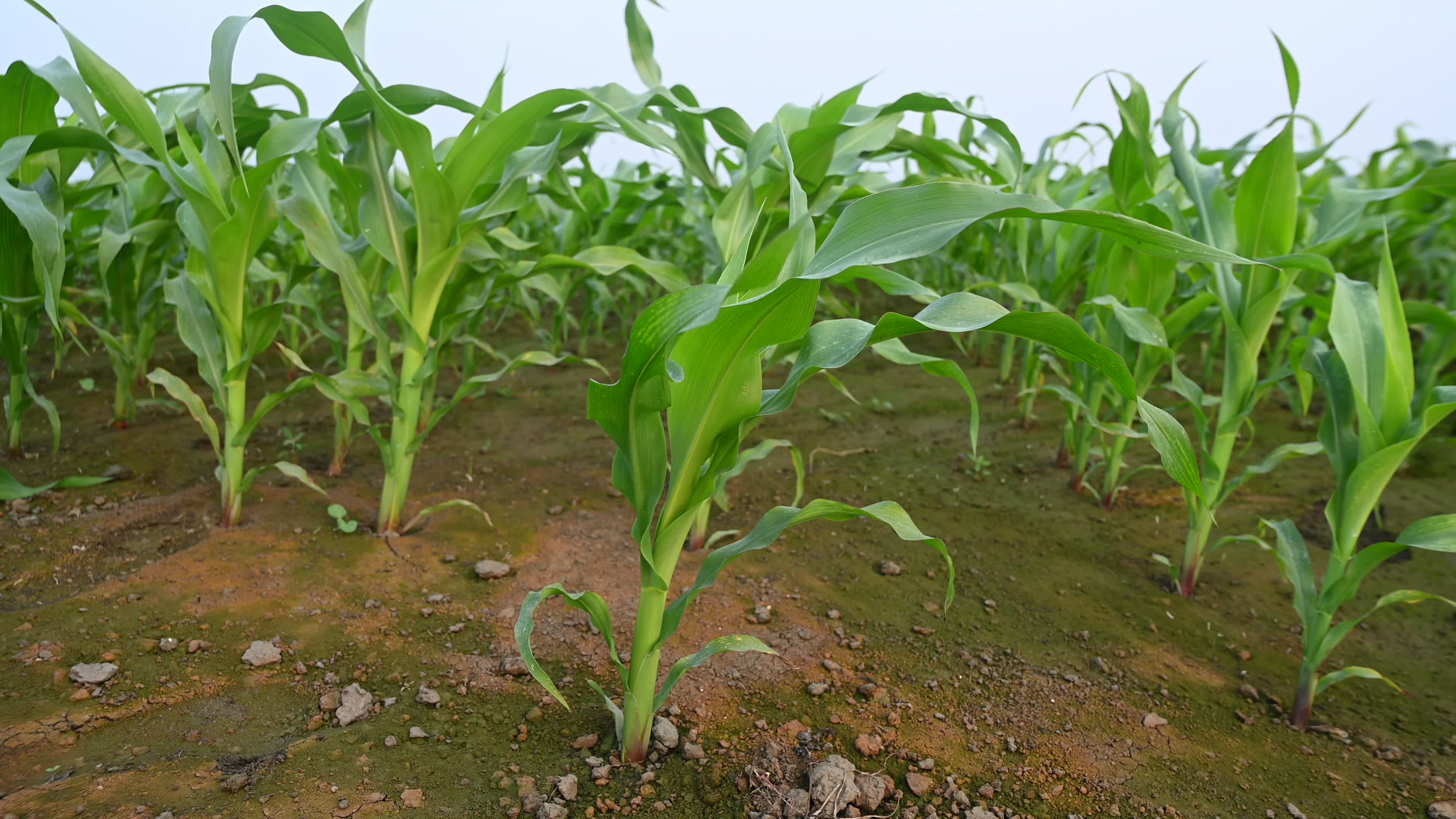 Maize cultivation in India - Cornfield 

