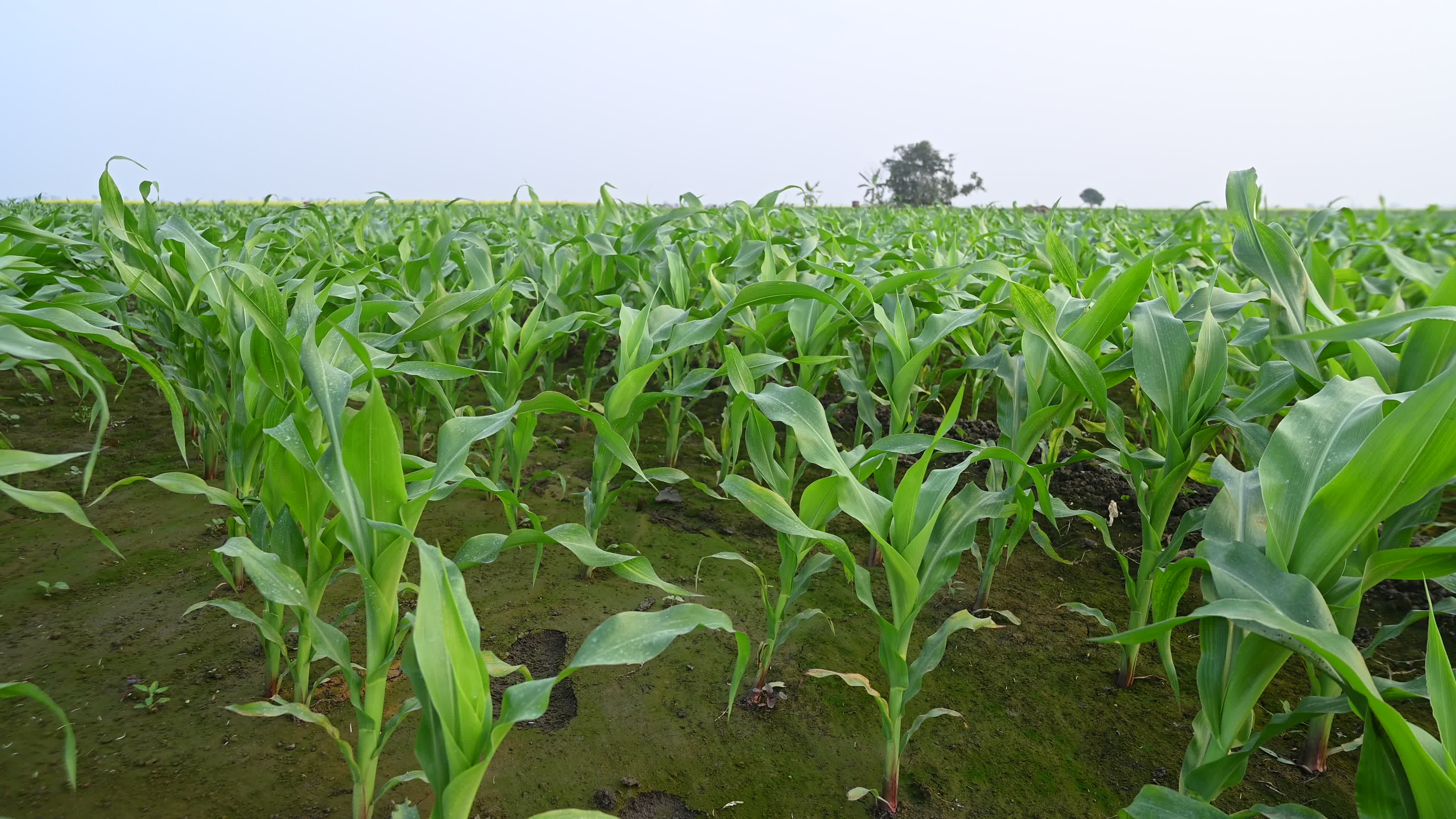 Maize cultivation in India - Cornfield 
