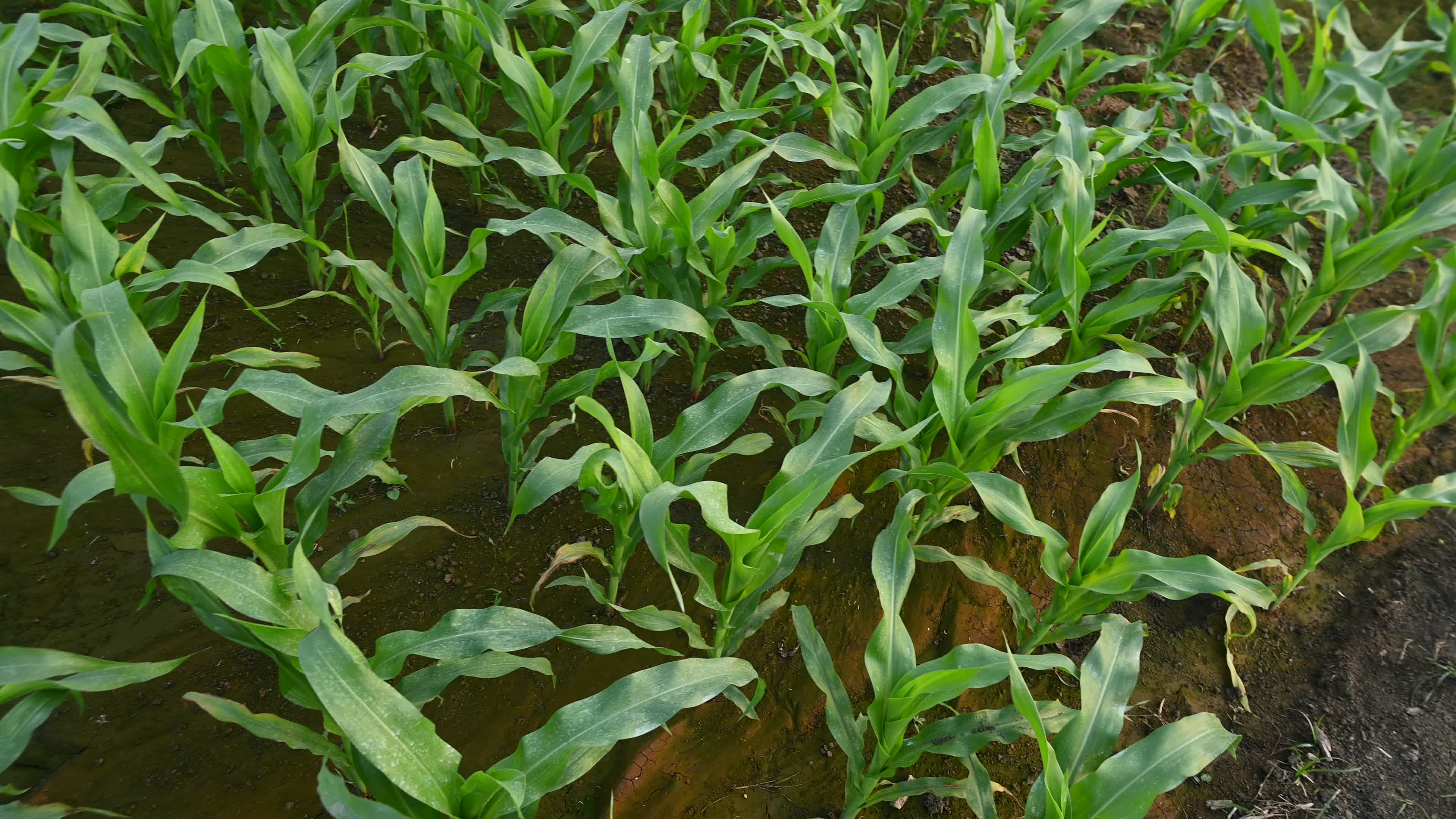 Maize cultivation in India - Cornfield 
