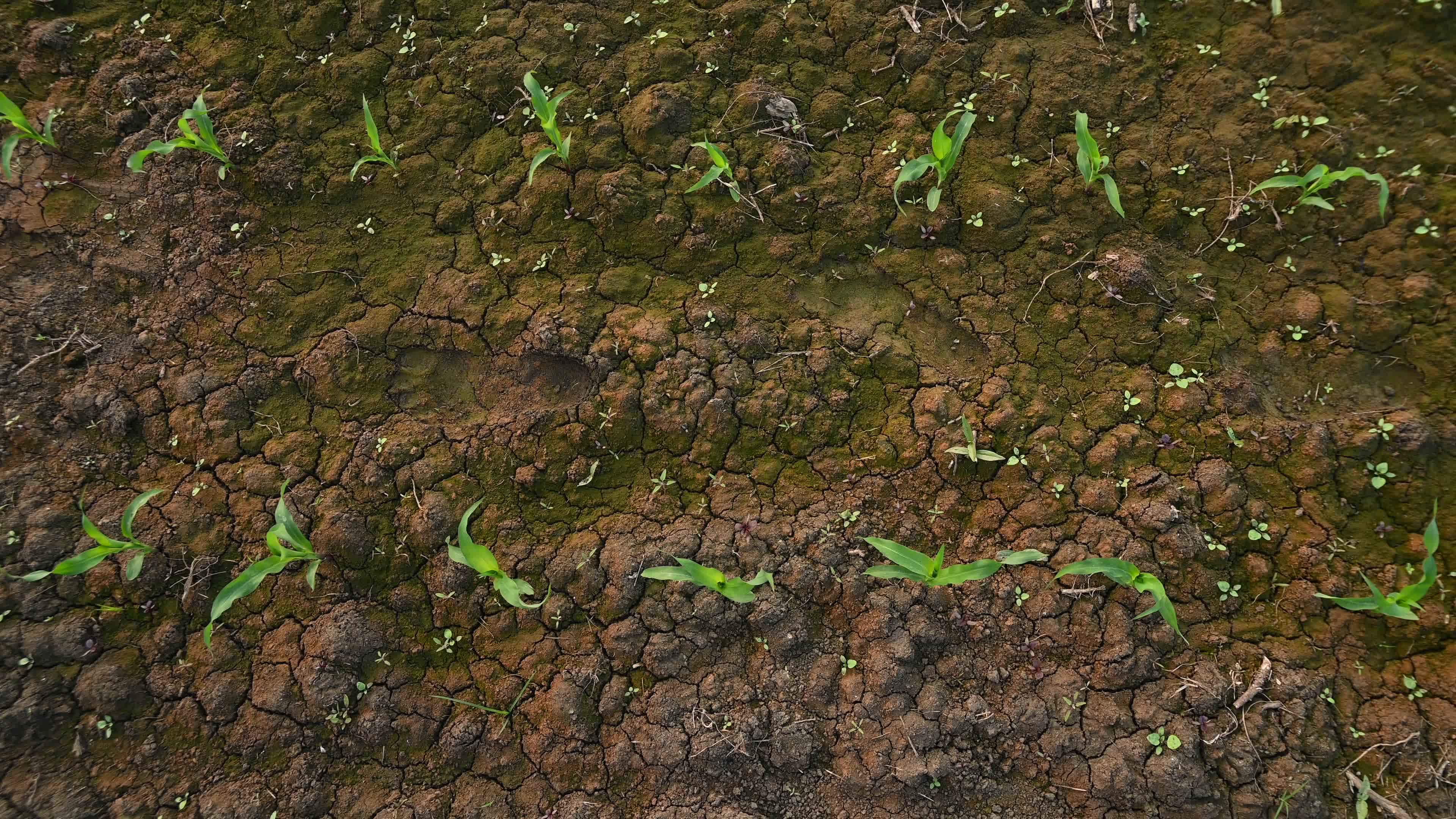Maize cultivation in India - Cornfield 
