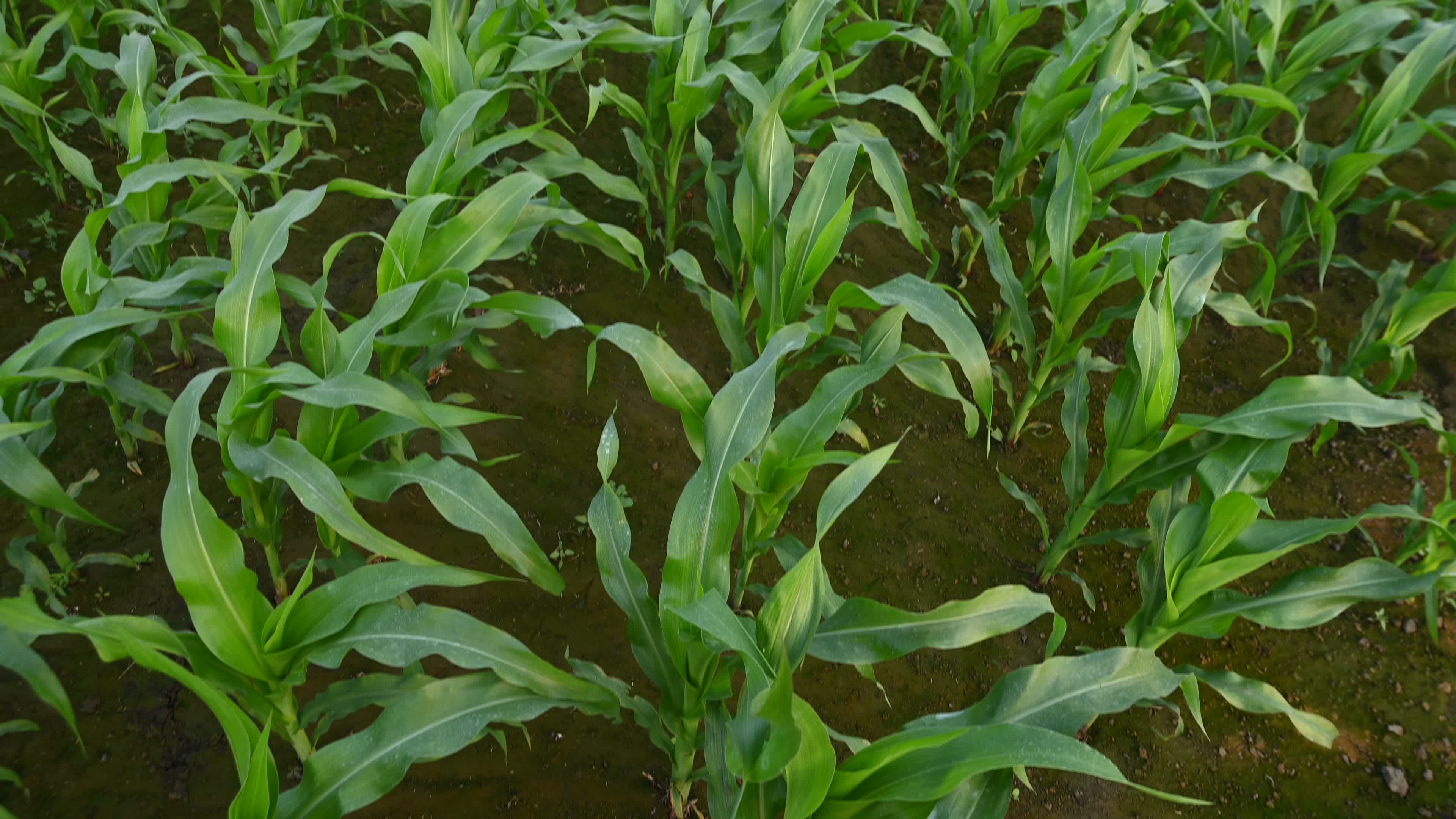 Maize cultivation in India - Cornfield 
