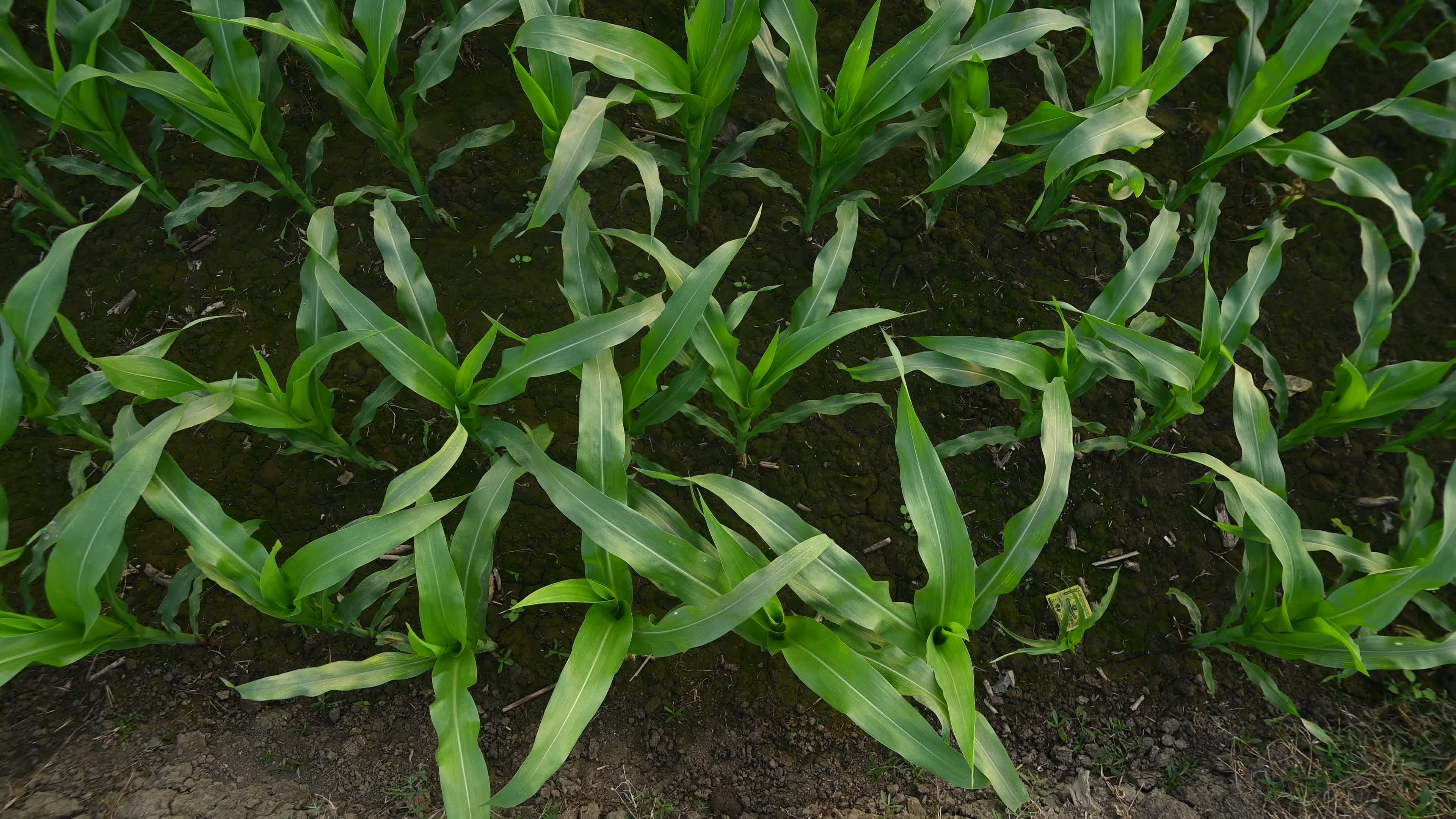 Maize cultivation in India - Cornfield 
