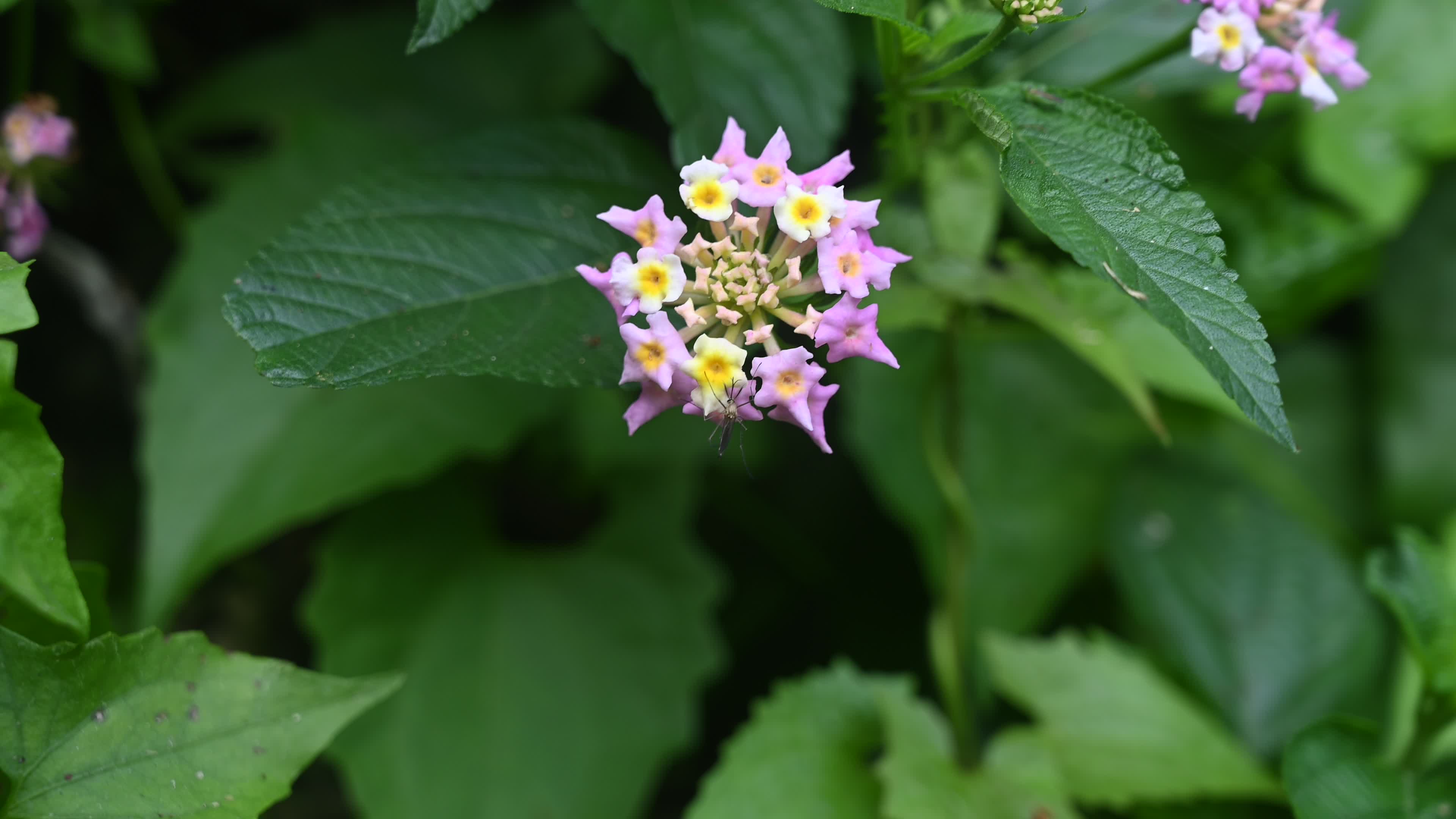 Mosquito on Flower
