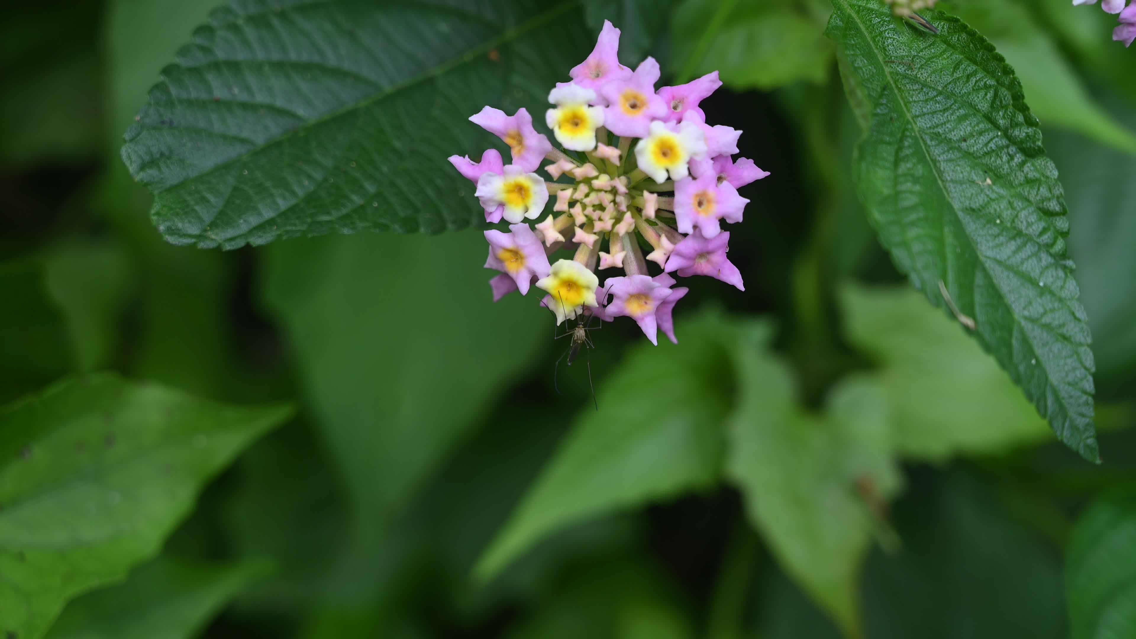 Mosquito on Flower
