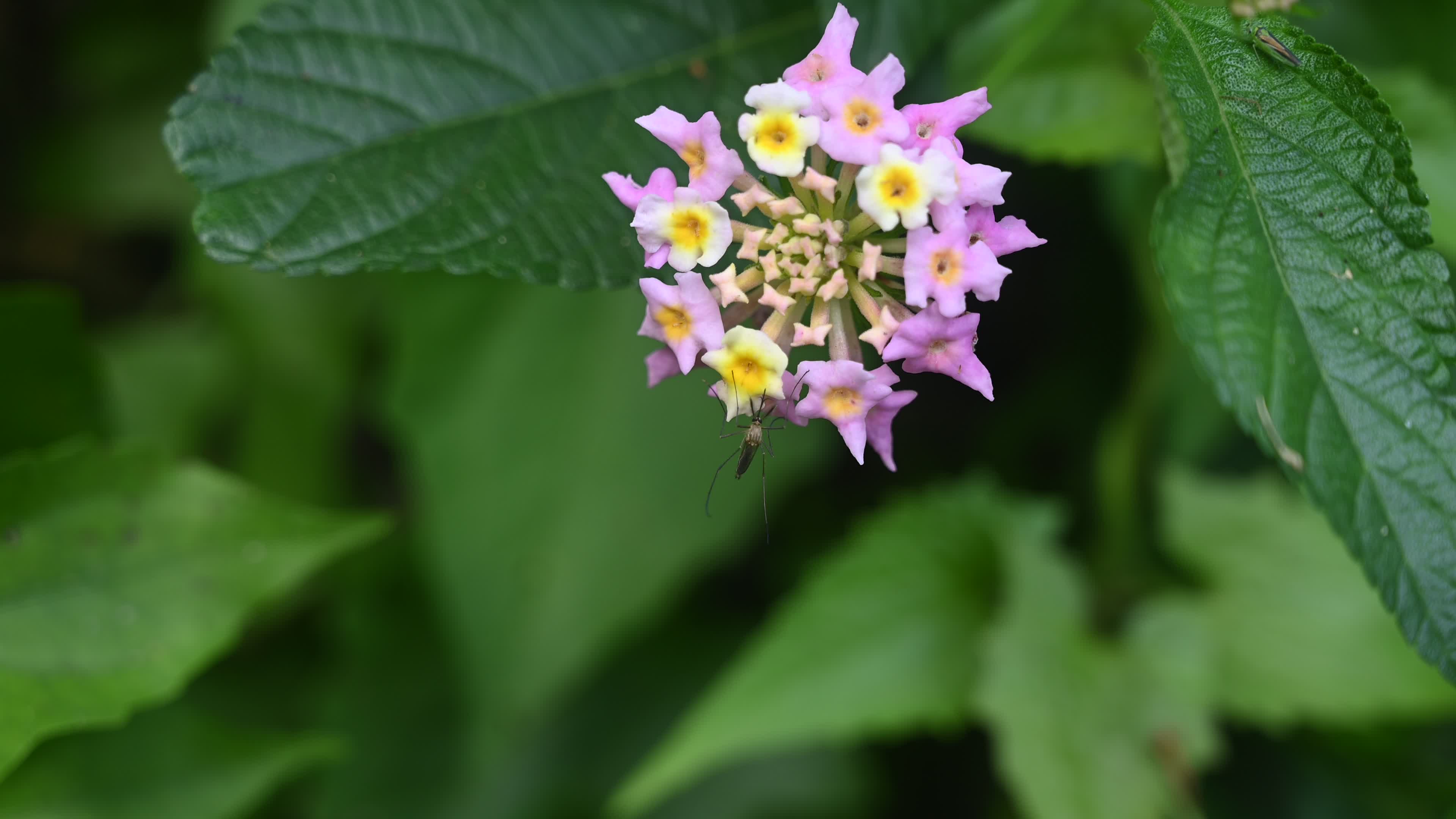 Mosquito on Flower
