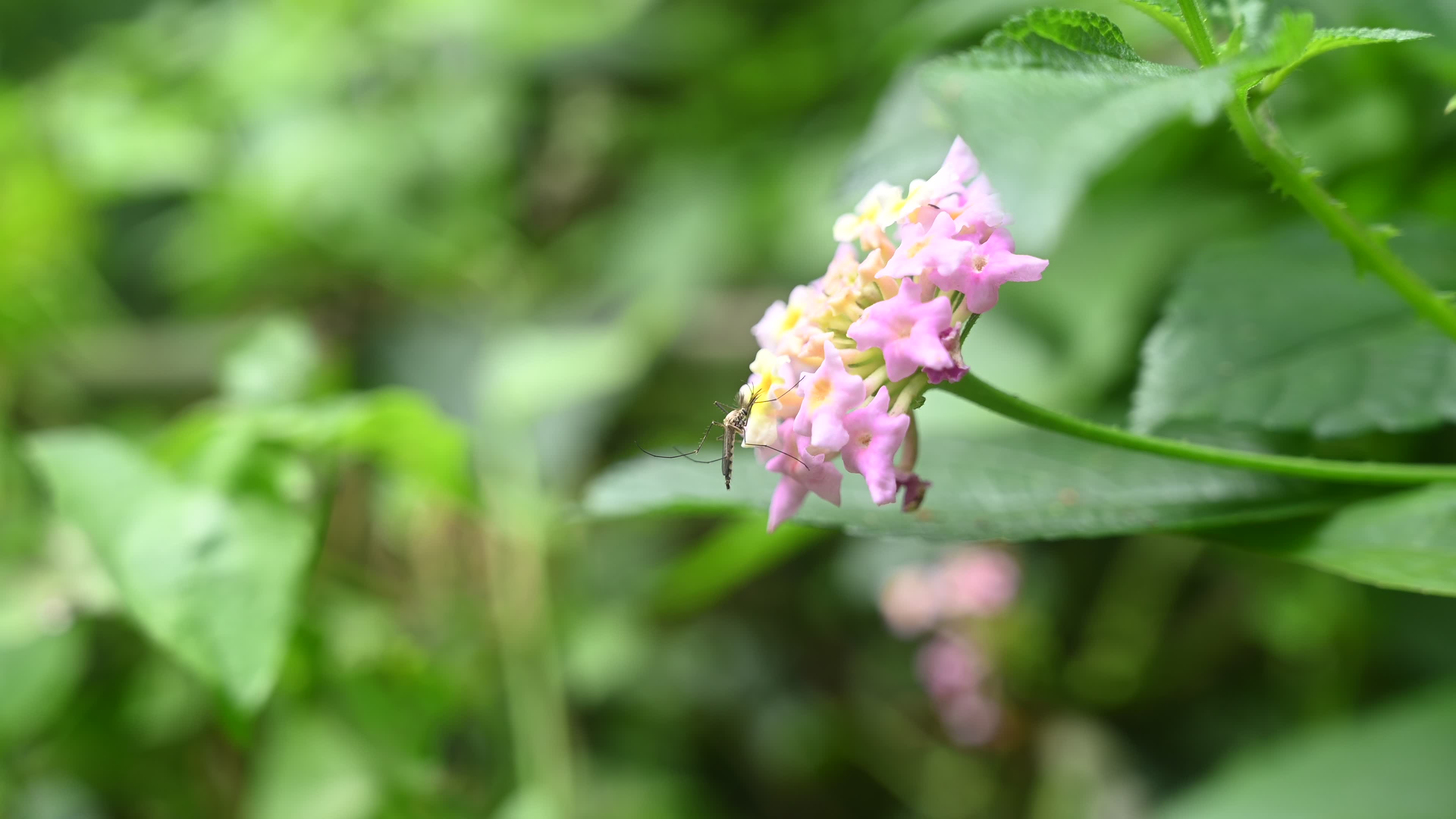 Mosquito on Flower
