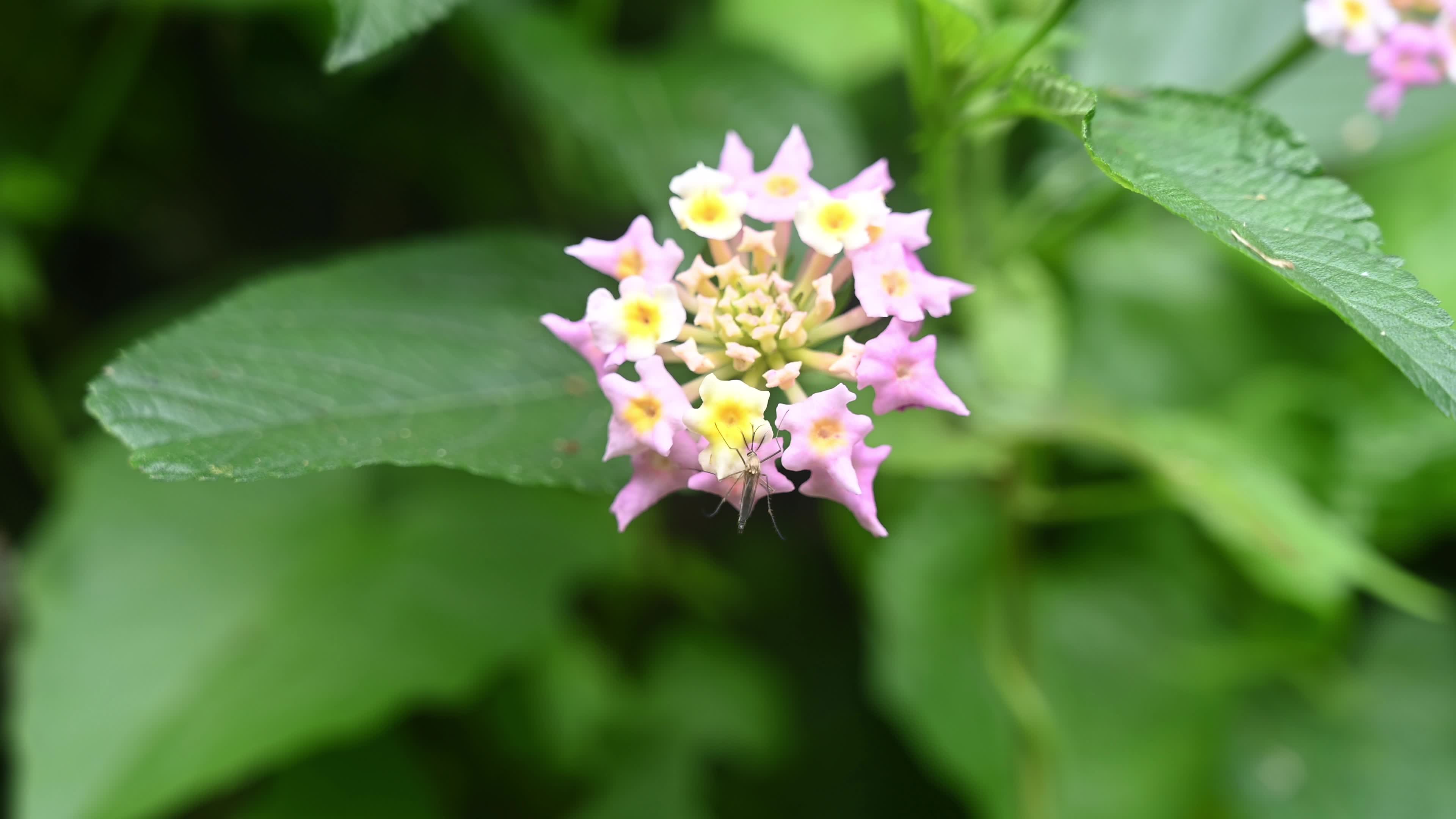Mosquito on Flower
