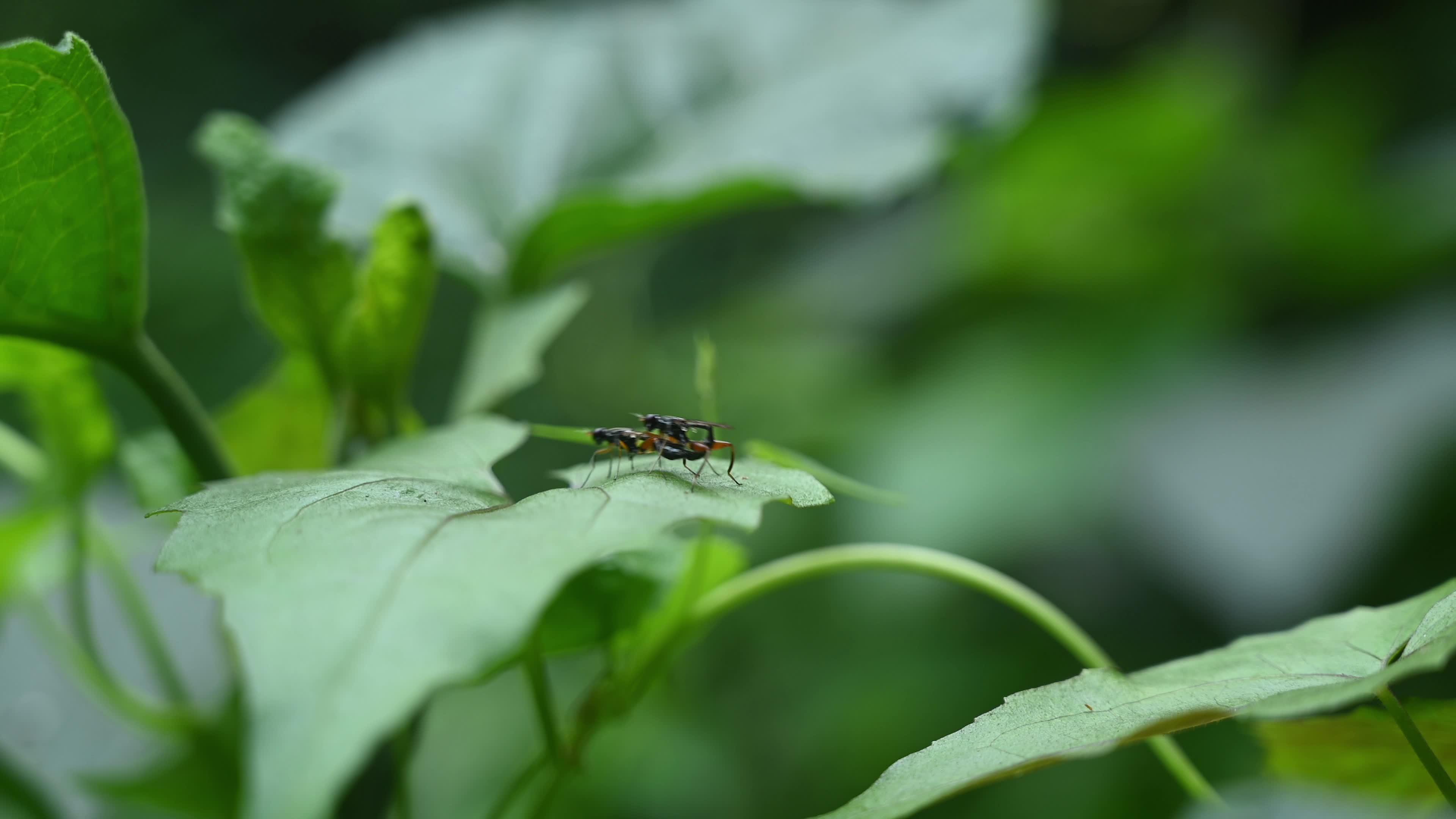 Megamerinidae Fly - Insect - Animals Mating
