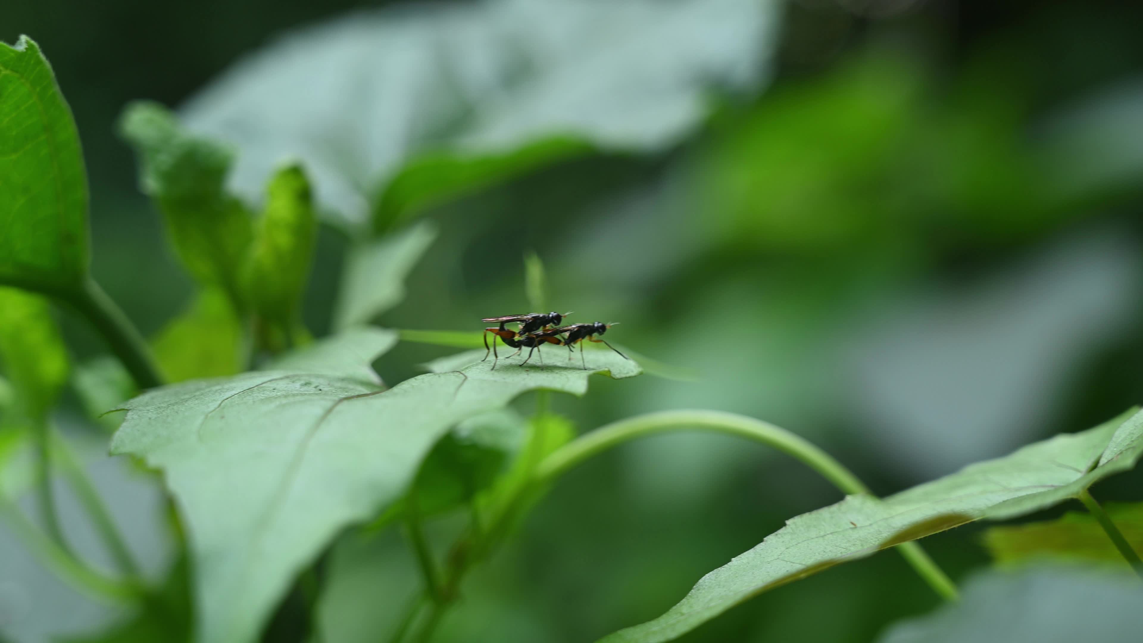 Megamerinidae Fly - Insect - Animals Mating
