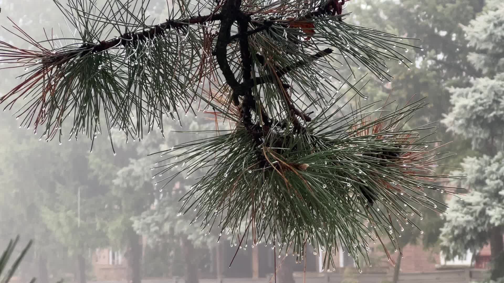 Cold and rainy foggy morning in Toronto, Canada