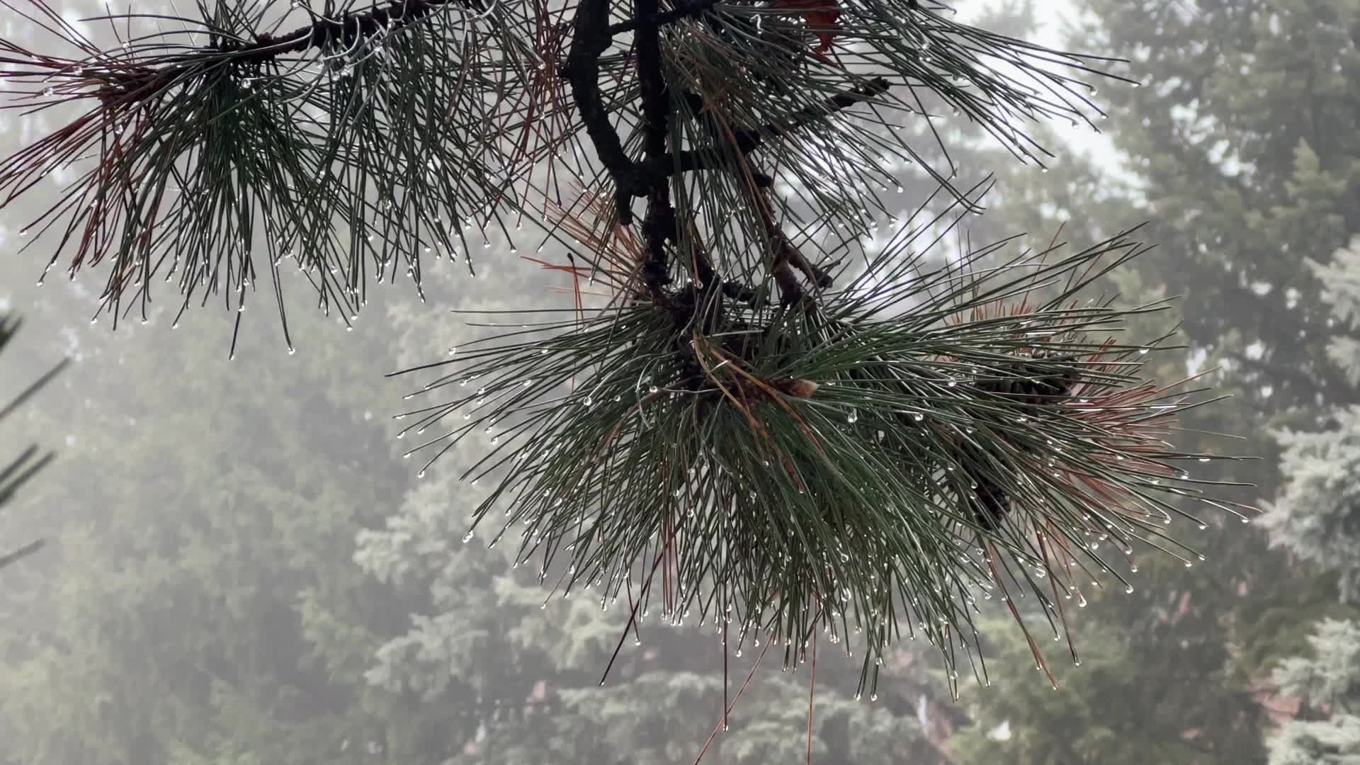 Cold and rainy foggy morning in Toronto, Canada