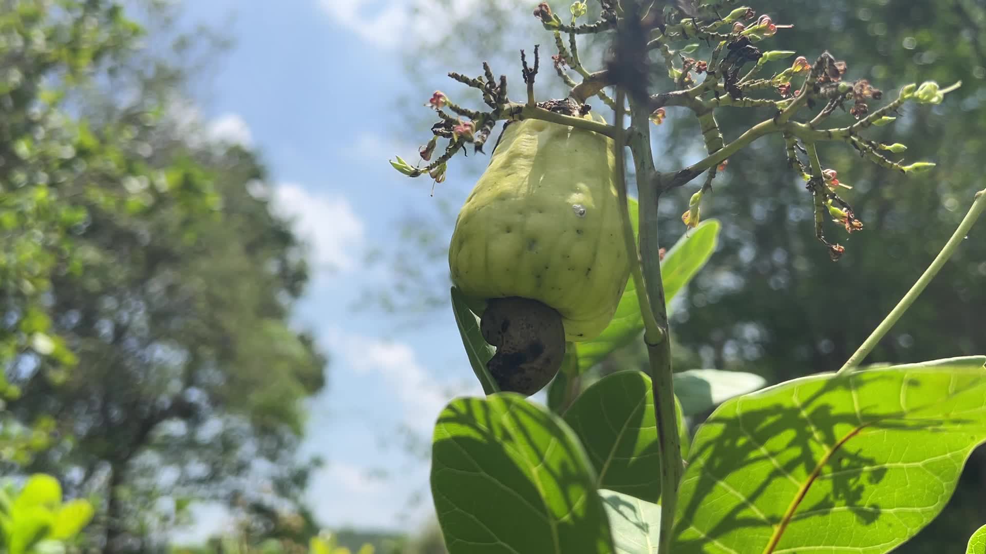 Cashew nut cultivation in Kerala, India