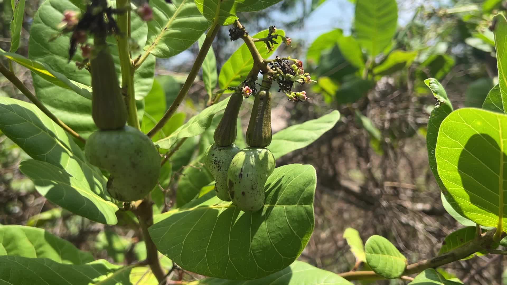 Cashew nut cultivation in Kerala, India