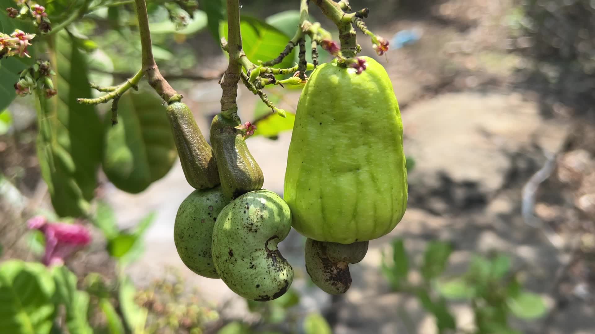 Cashew nut cultivation in Kerala, India