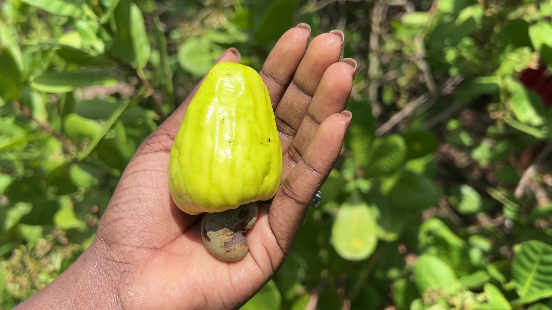 Cashew nut cultivation in Kerala, India