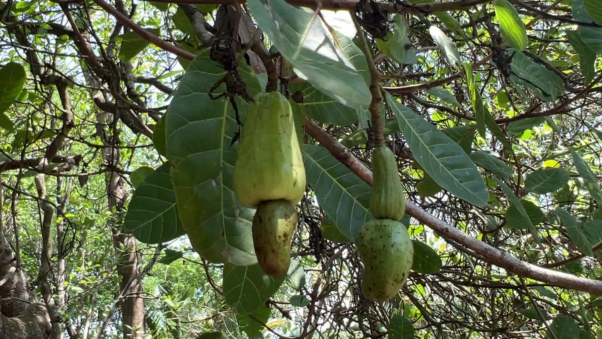 Cashew nut cultivation in Kerala, India