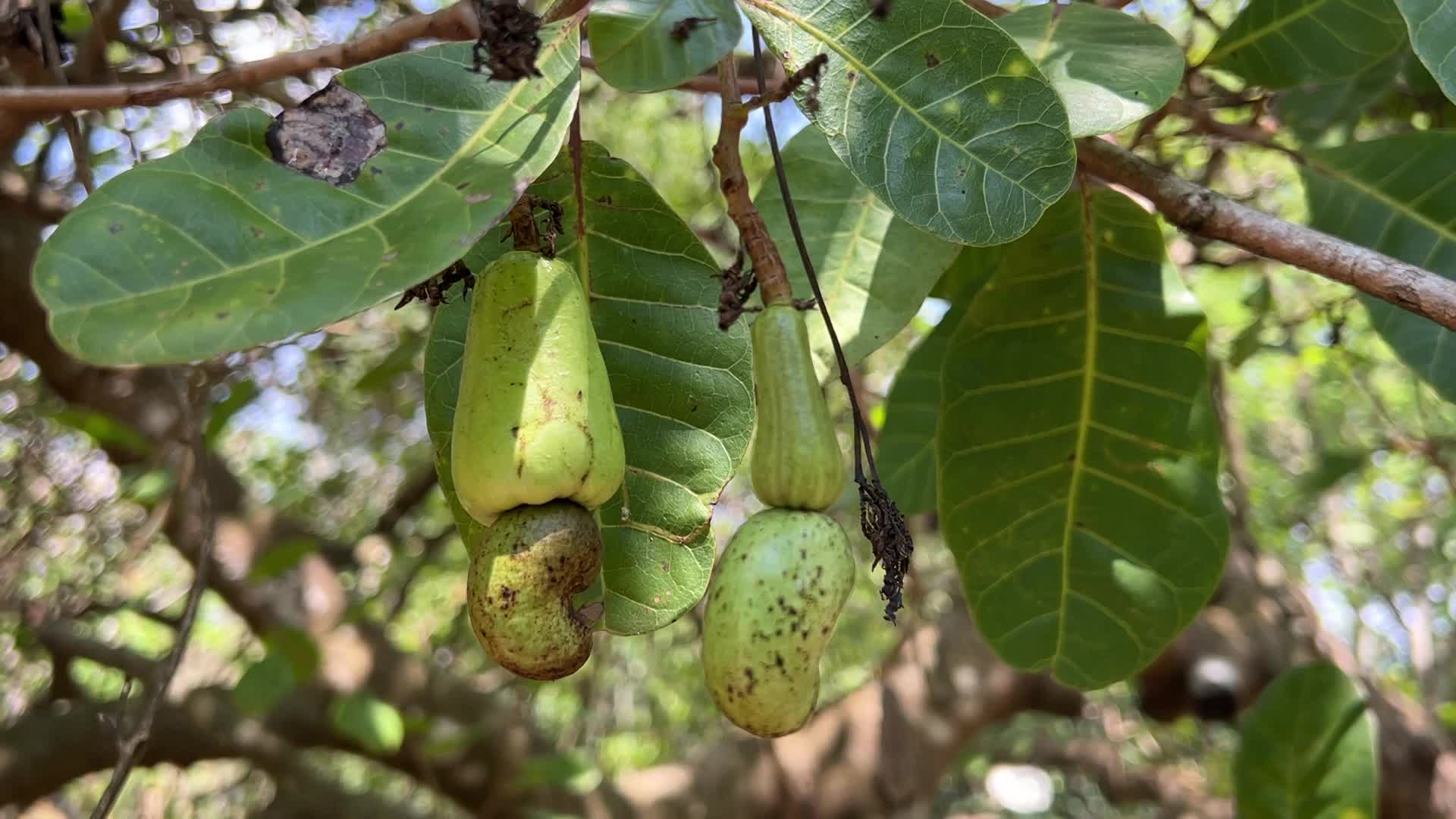 Cashew nut cultivation in Kerala, India
