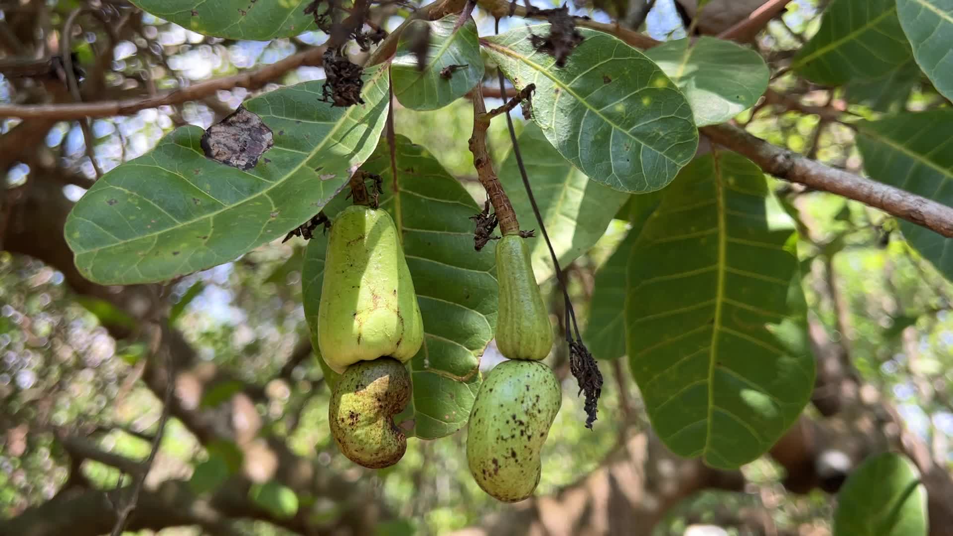 Cashew nut cultivation in Kerala, India