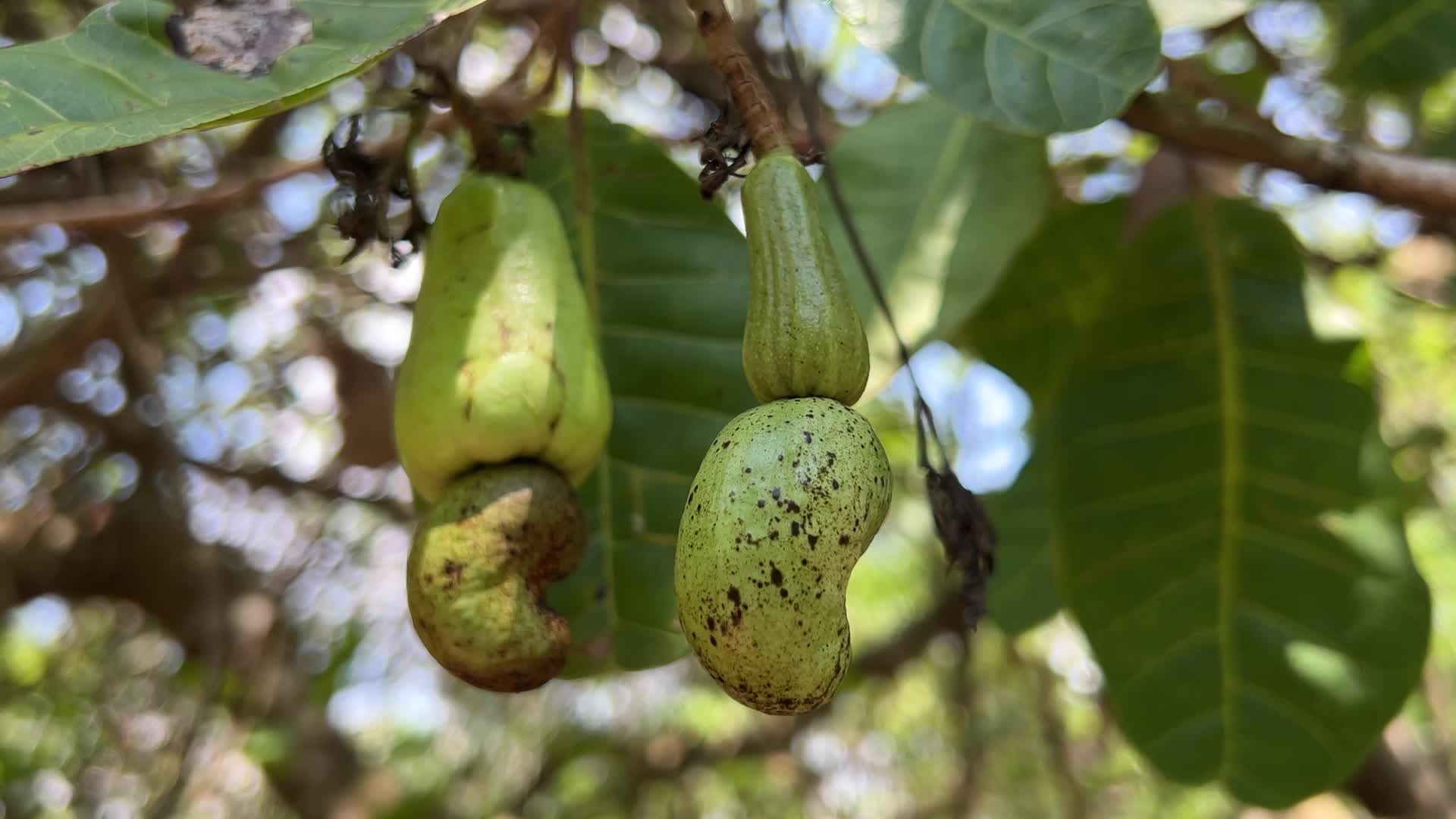Cashew nut cultivation in Kerala, India