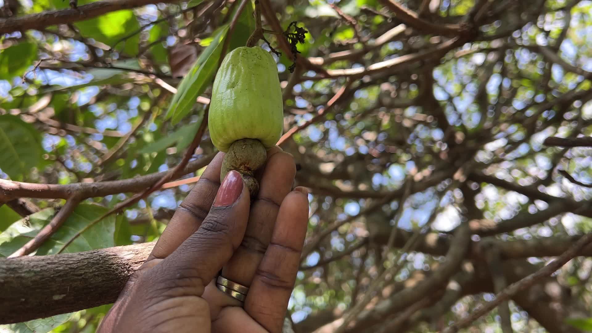Cashew nut cultivation in Kerala, India