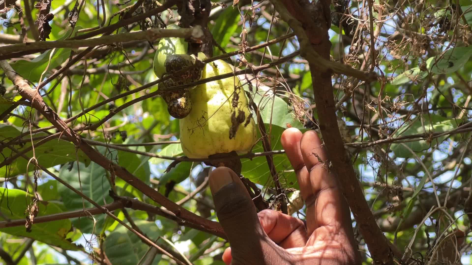 Cashew nut cultivation in Kerala, India