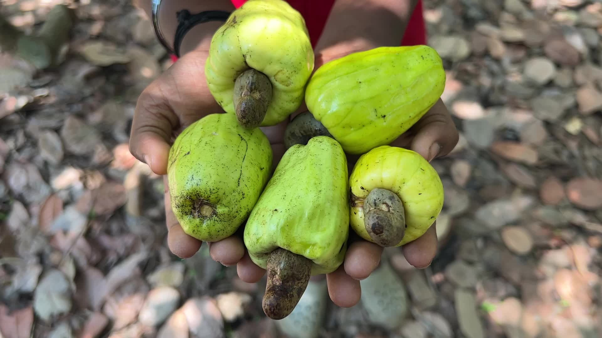 Cashew nut cultivation in Kerala, India