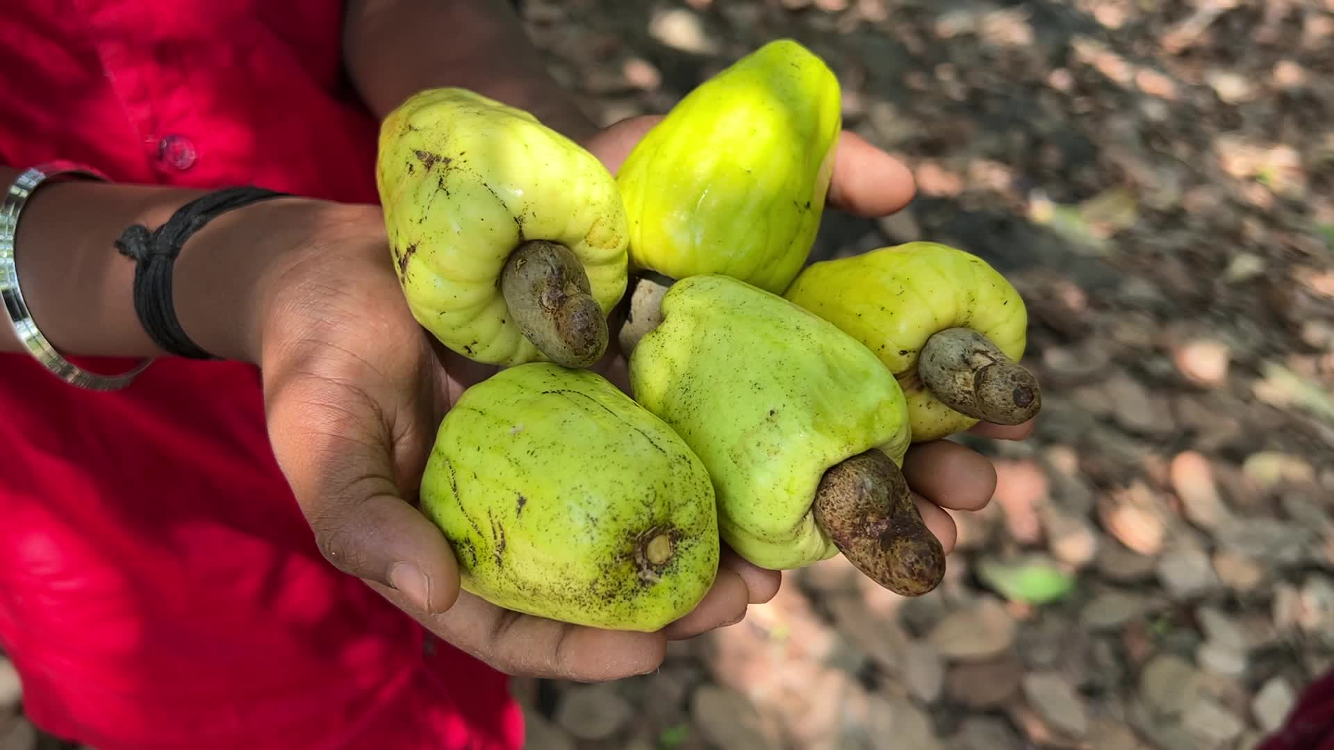 Cashew nut cultivation in Kerala, India