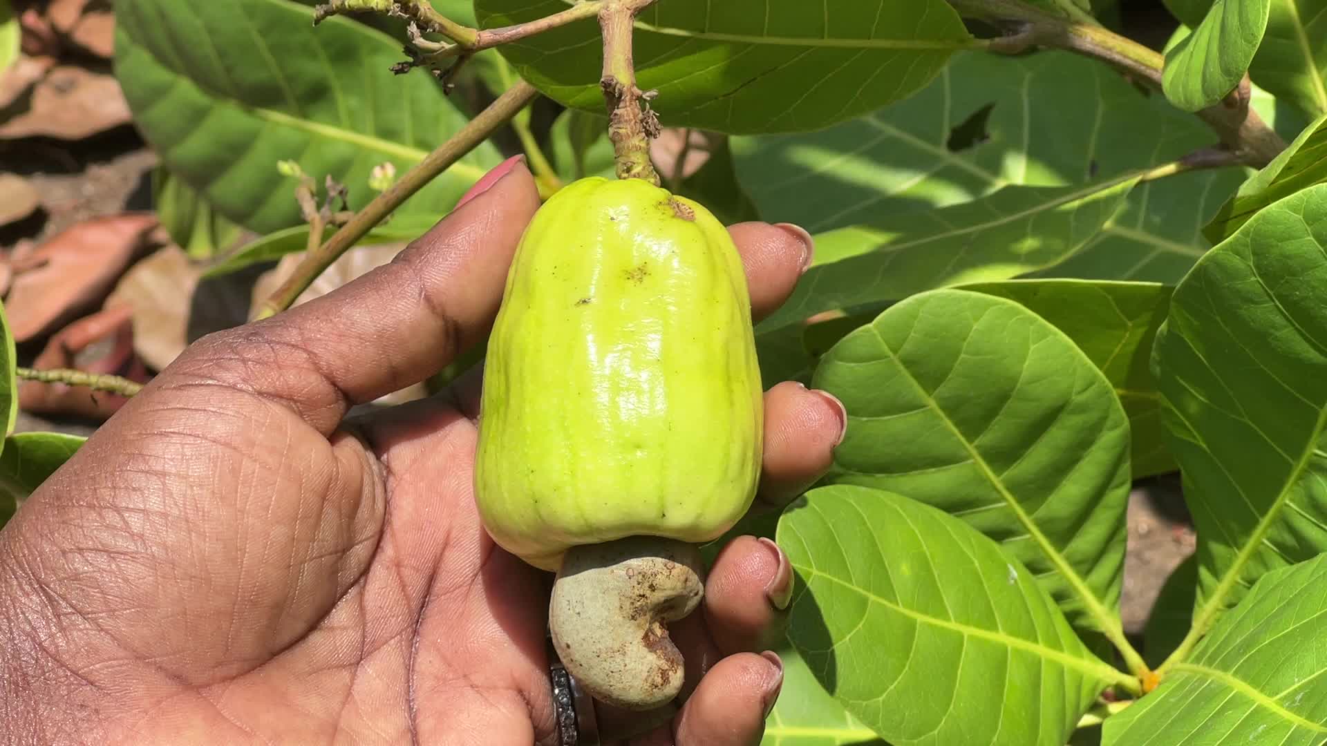 Cashew nut cultivation in Kerala, India