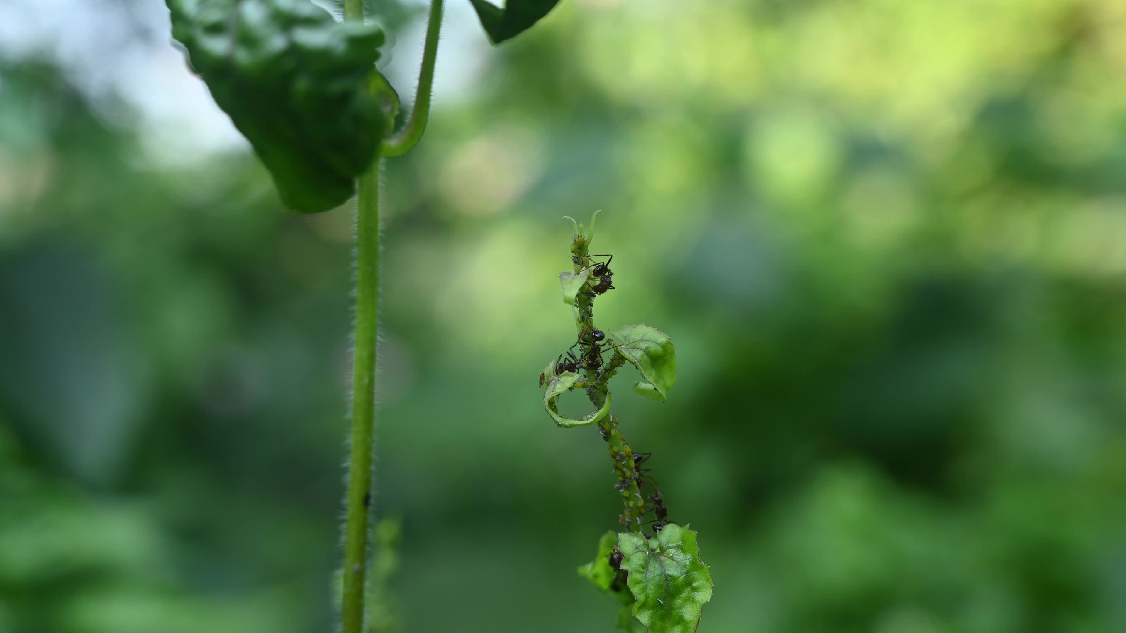 Spiny Ant - Polyrhachis Ant - Animal India
