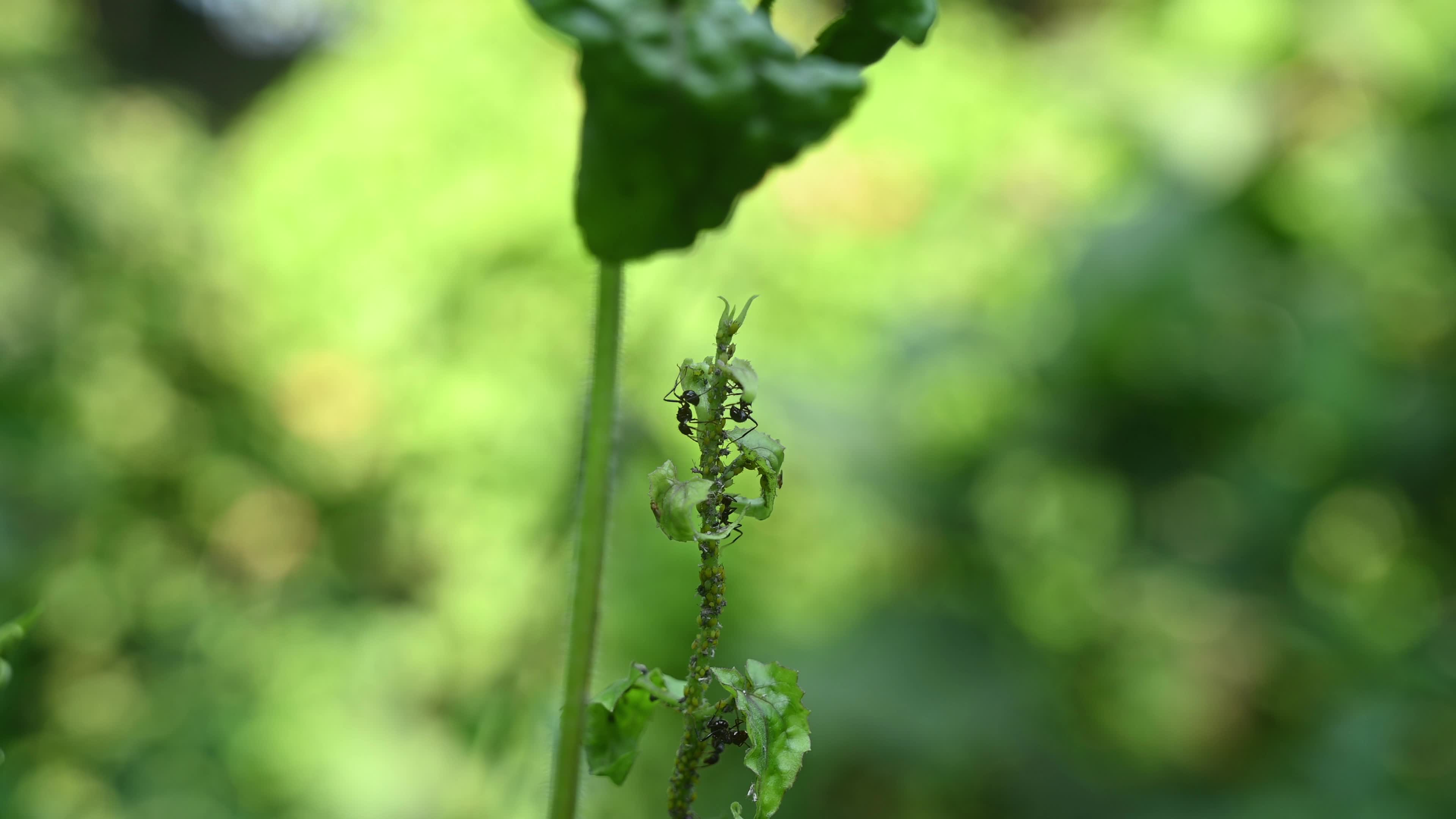 Spiny Ant - Polyrhachis Ant - Animal India

