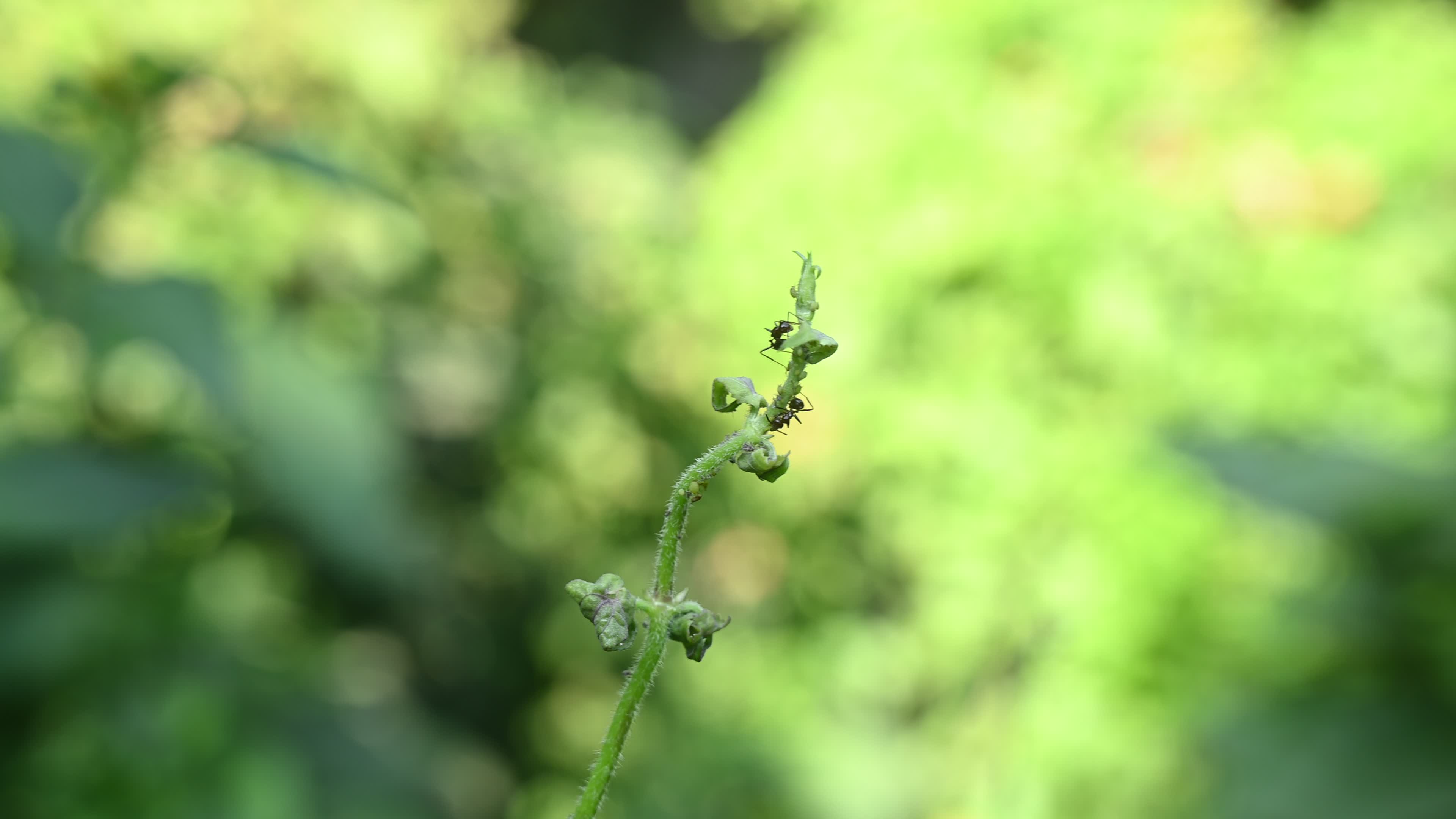 Spiny Ant - Polyrhachis Ant - Animal India
