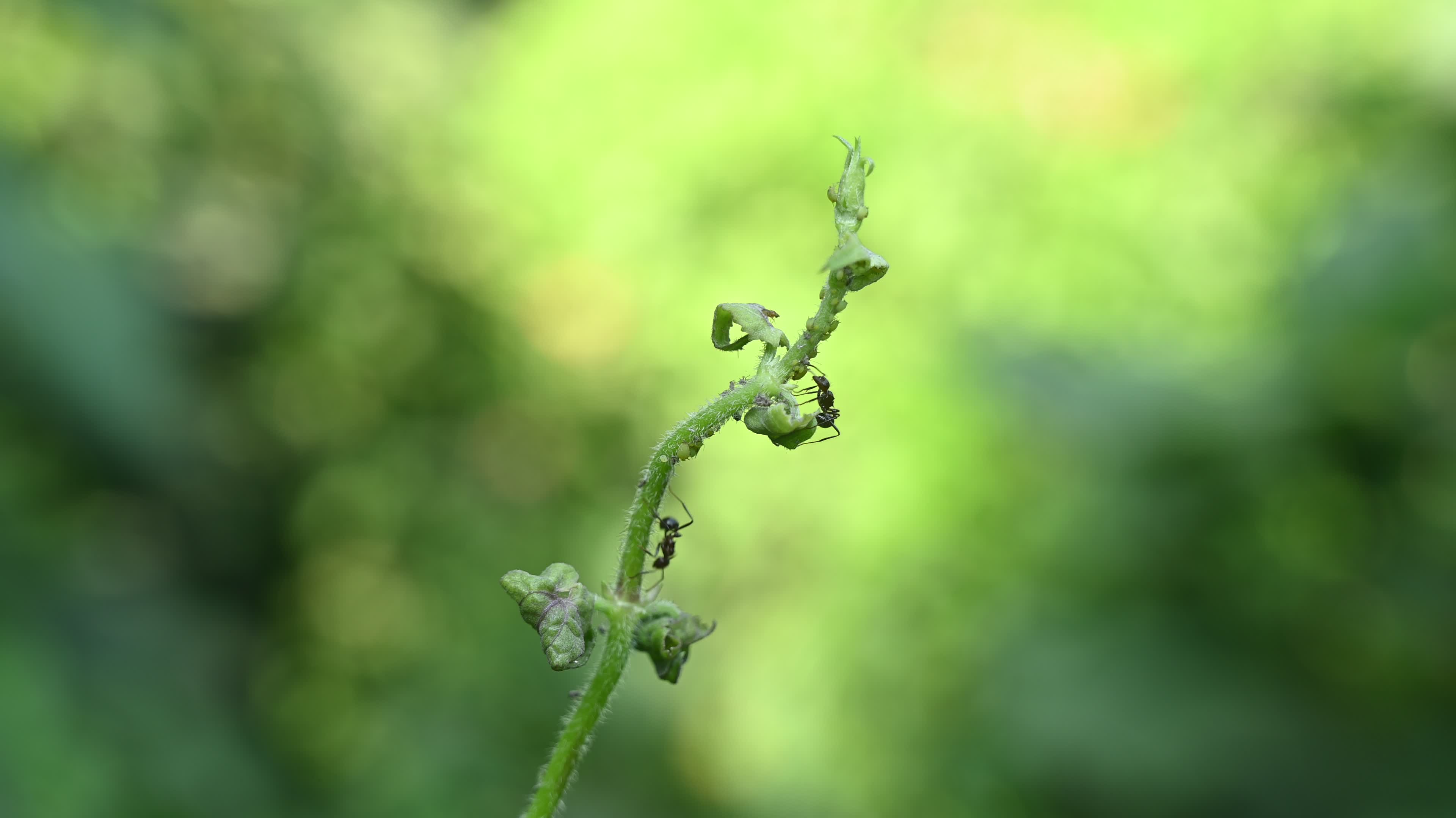 Spiny Ant - Polyrhachis Ant - Animal India
