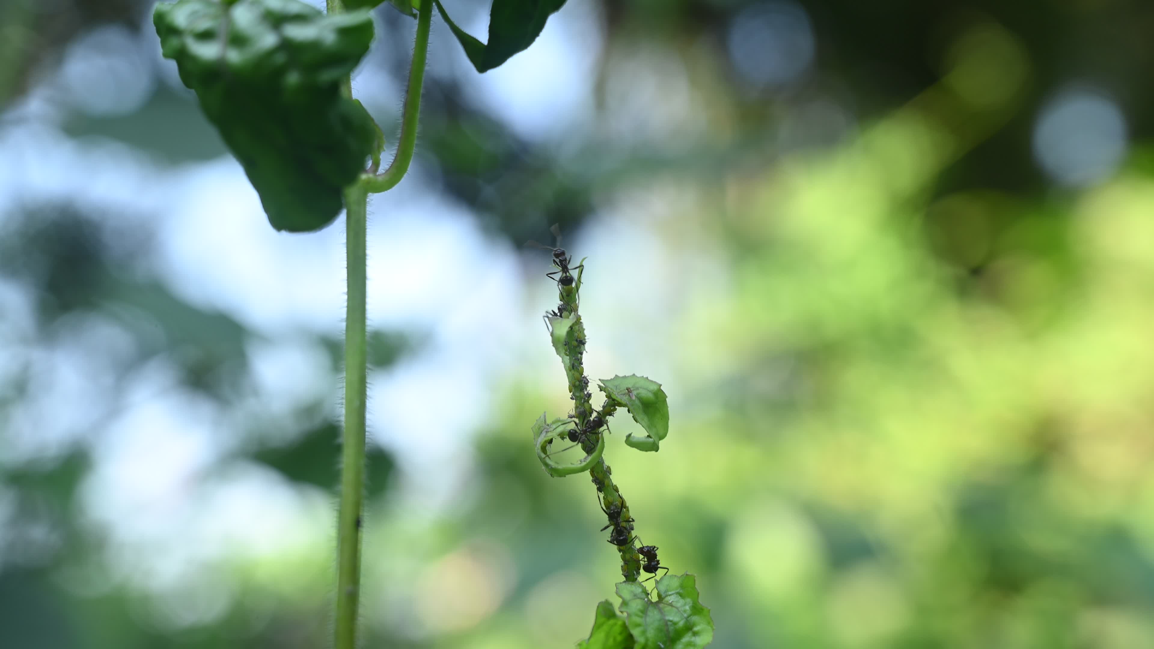 Spiny Ant - Polyrhachis Ant - Animal India
