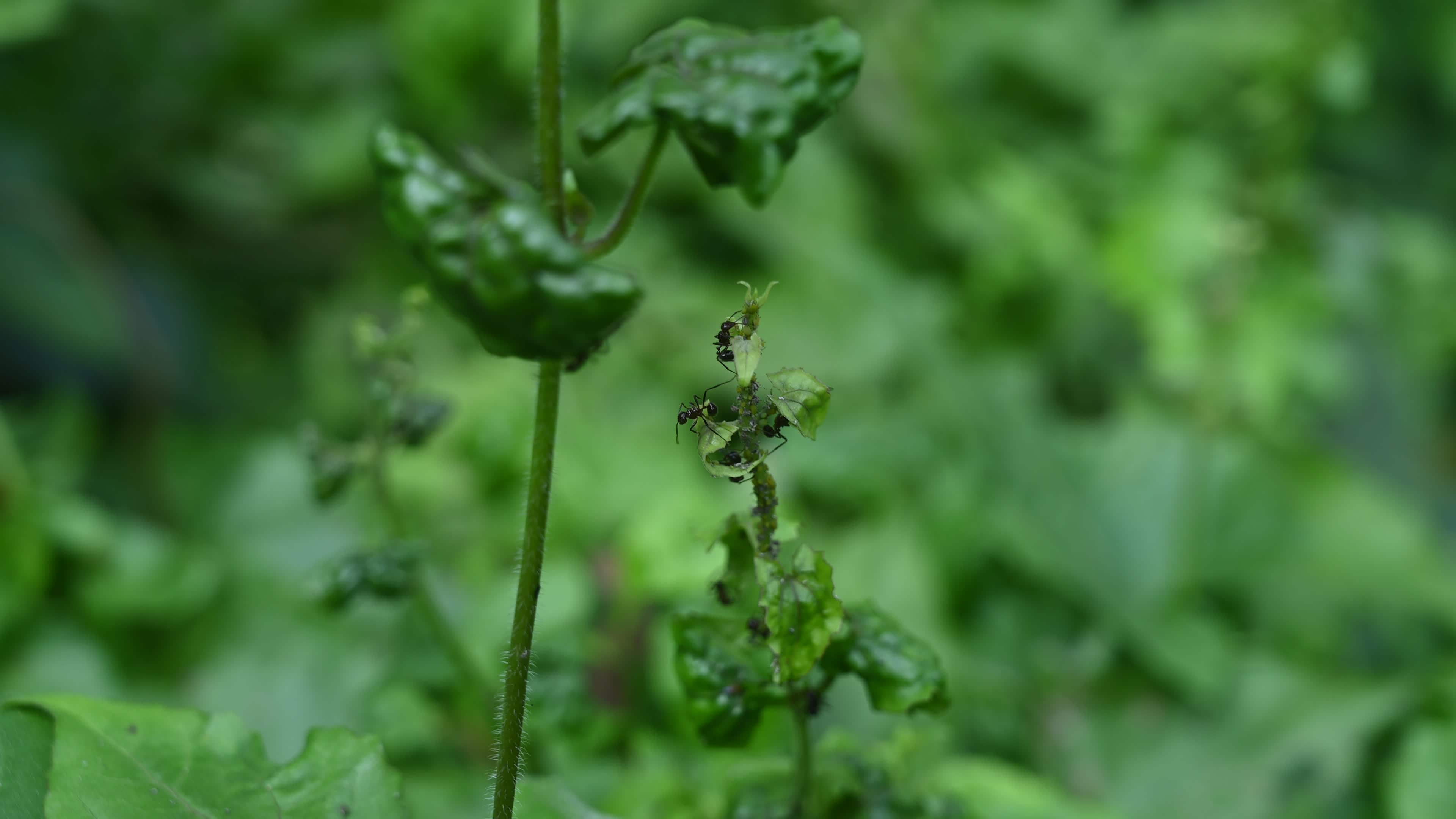 Spiny Ant - Polyrhachis Ant - Animal India
