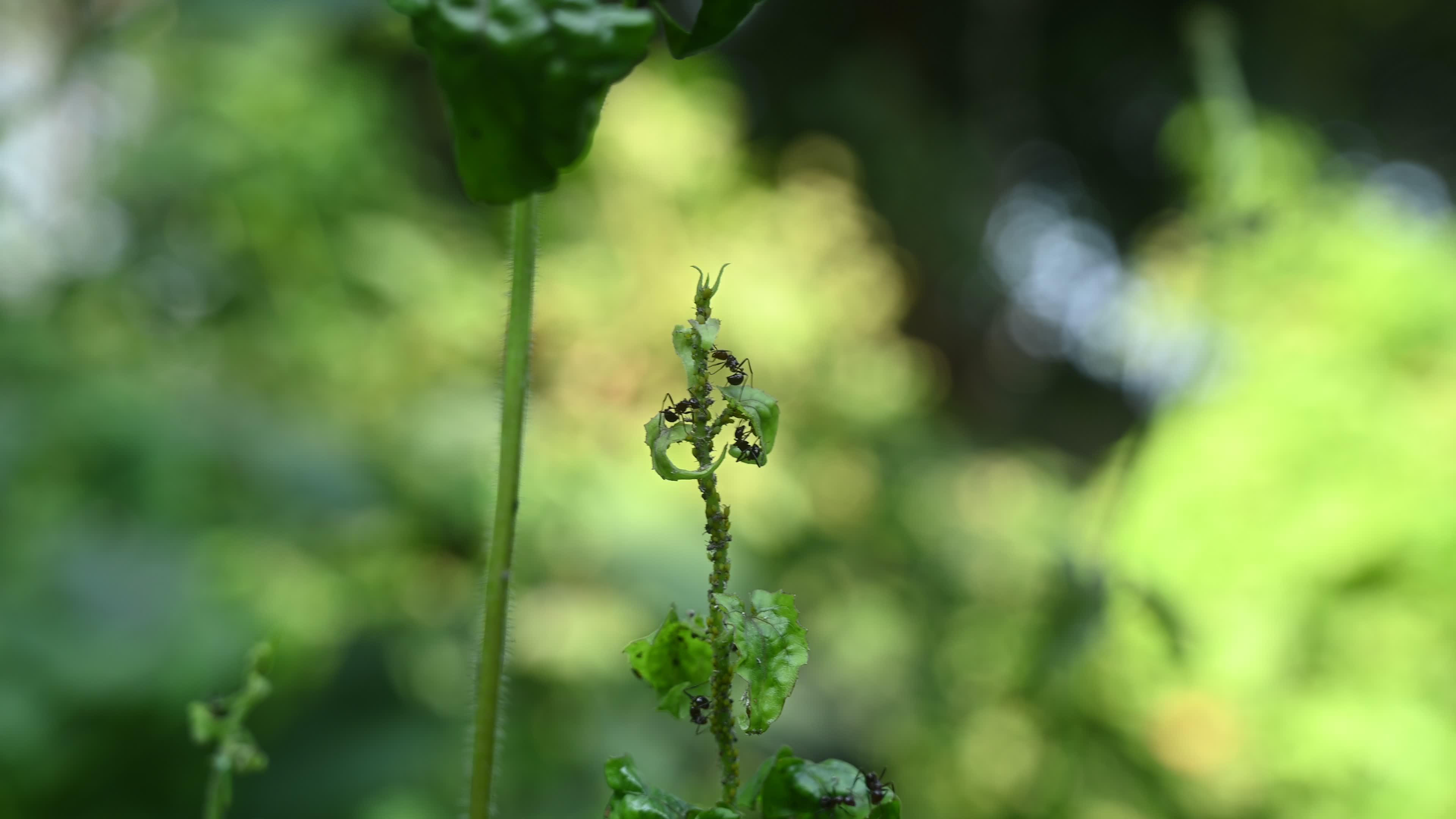 Spiny Ant - Polyrhachis Ant - Animal India
