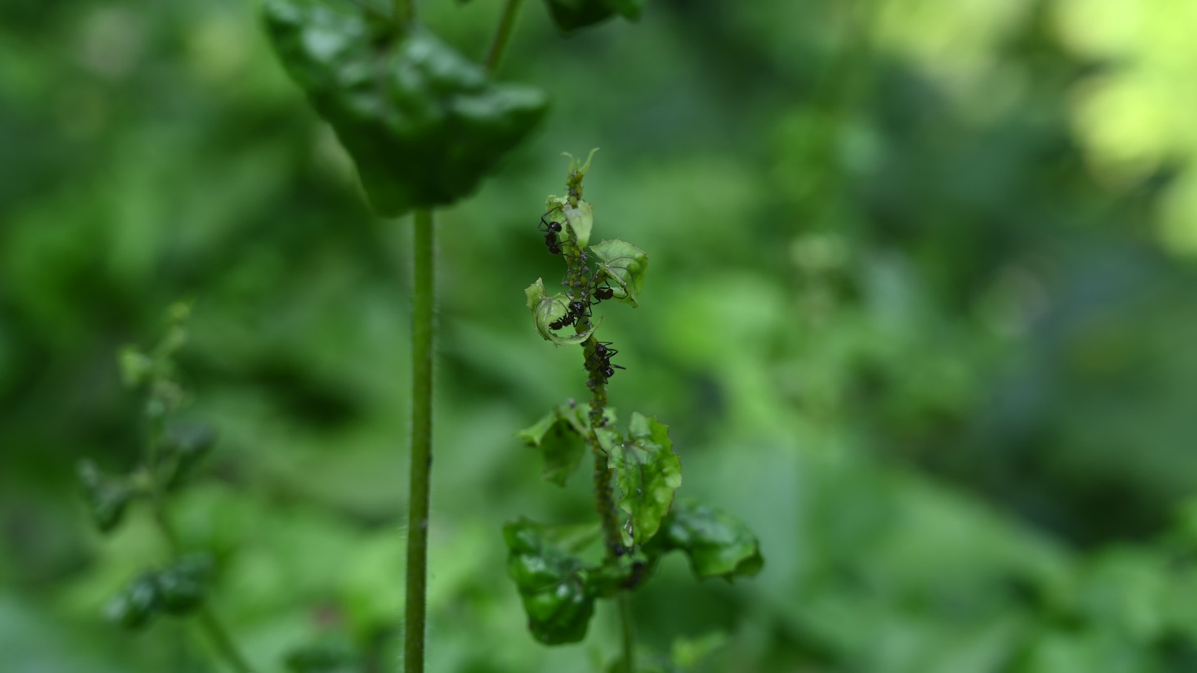 Spiny Ant - Polyrhachis Ant - Animal India
