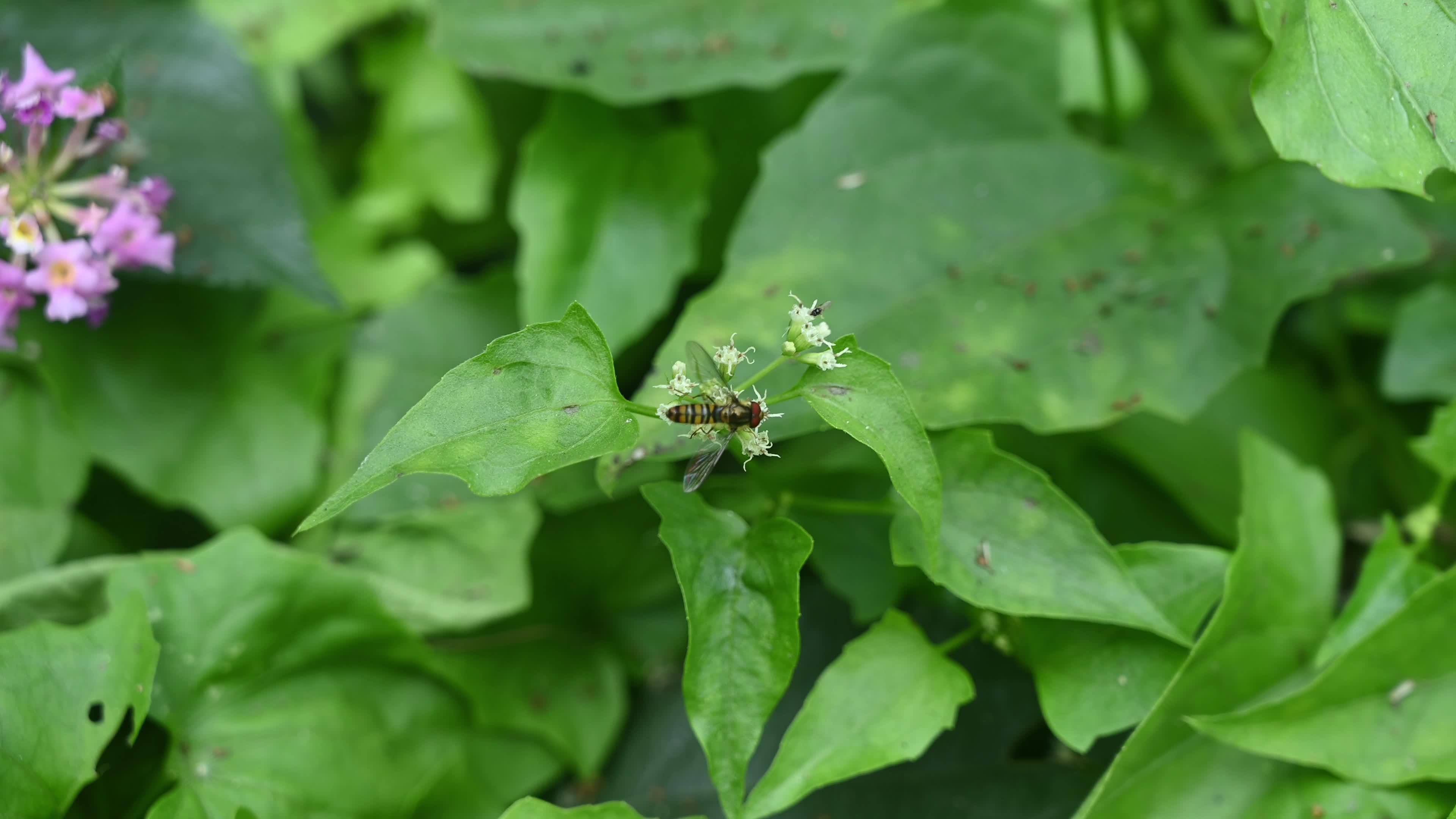 Episyrphus balteatus - Marmalade hoverfly - Animal India
