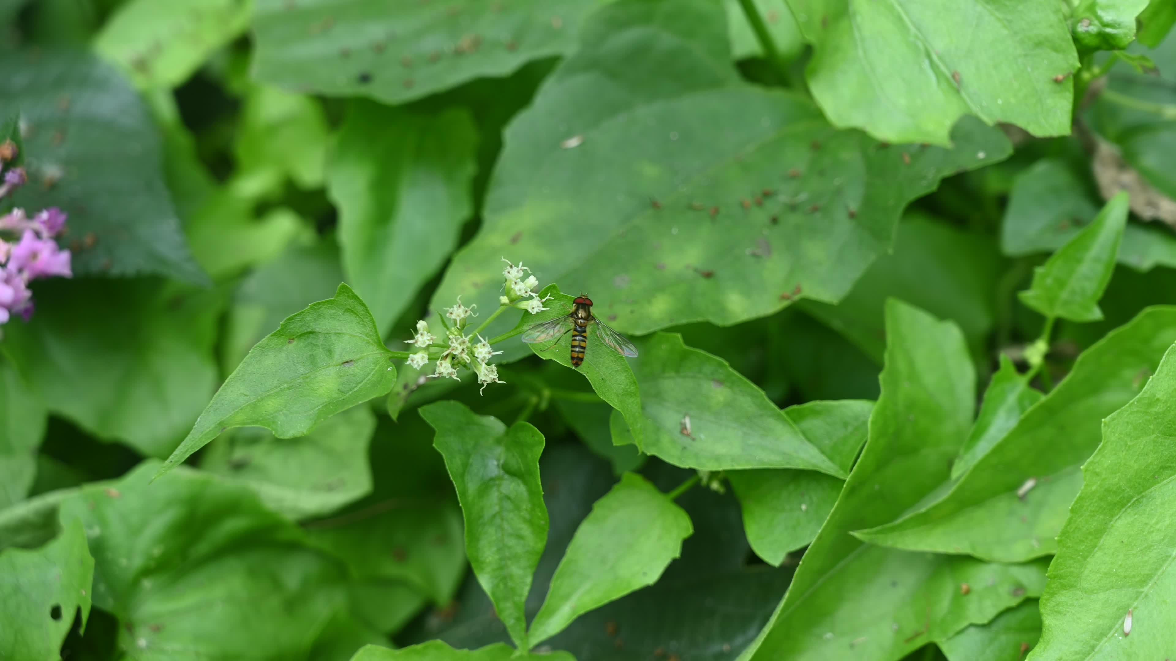 Episyrphus balteatus - Marmalade hoverfly - Animal India
