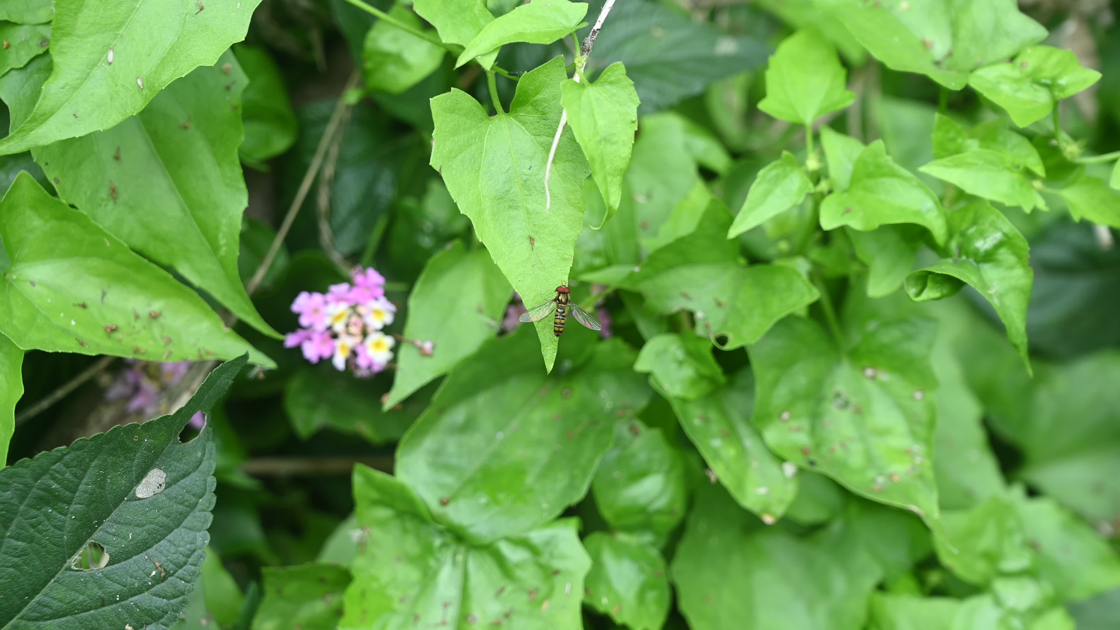 Episyrphus balteatus - Marmalade hoverfly - Animal India

